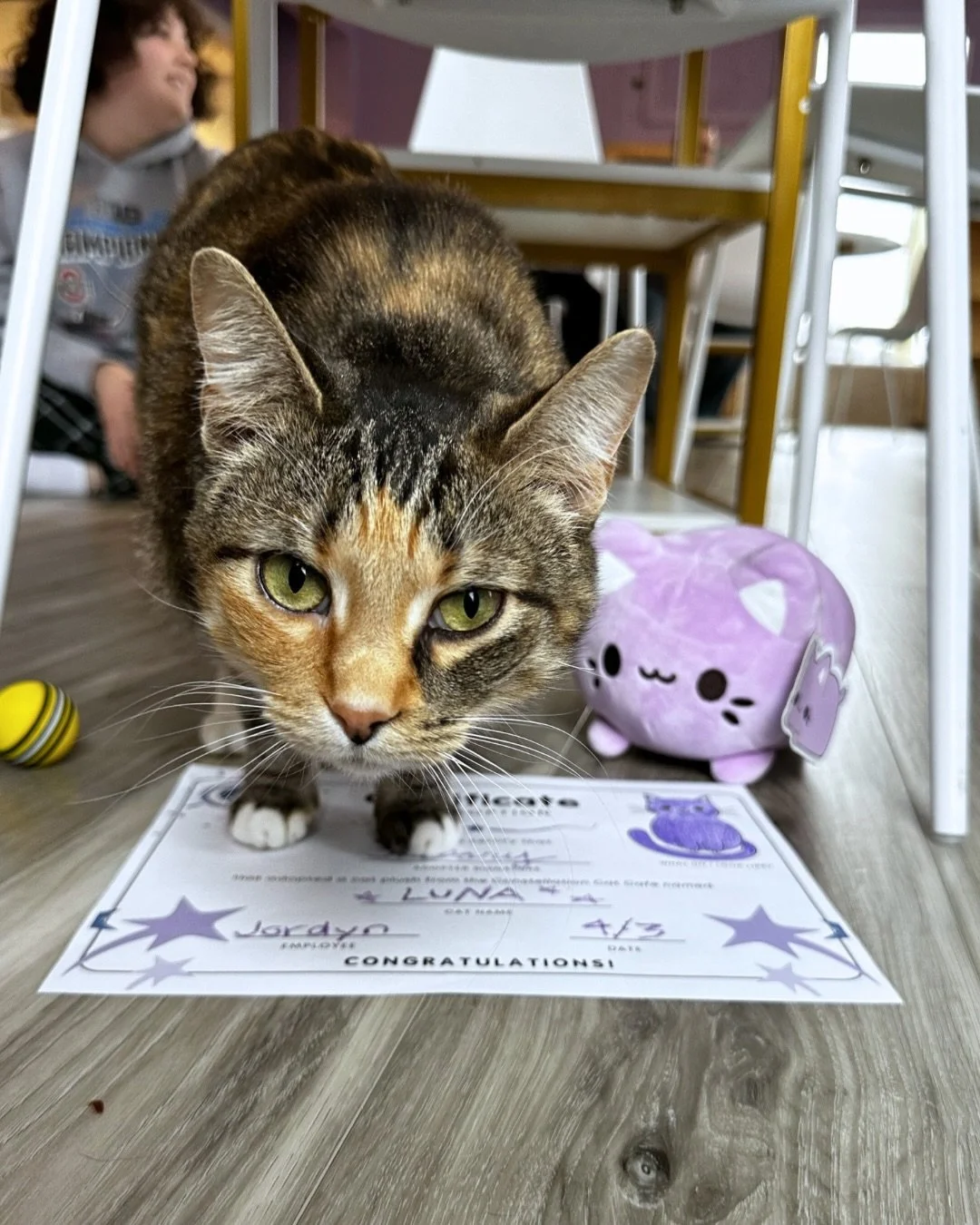 All of the plushies sold at the cafe now come with their own adoption certificate! ✨

Speak with a Purrista when you&rsquo;re finalizing your cuddly adoption at the register to receive your certificate. We have crayons, colored pencils, and markers i