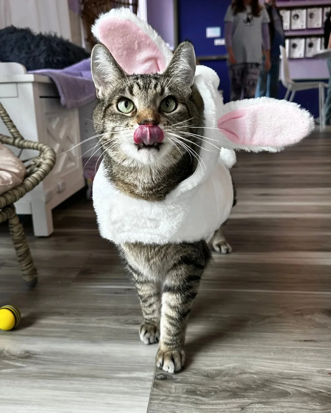 Hoppy Easter from Flynn! 🐰

We&rsquo;re open 10am - 6pm today, hop on in to try one of our seasonal Spring drinks and for some kitty cuddles. 💜