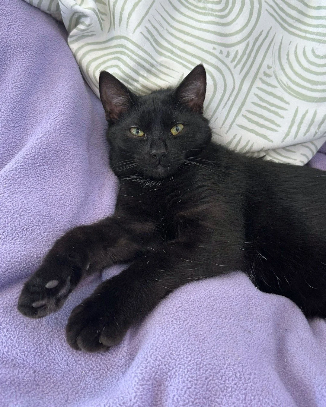 Zodiac Cat of the Month: Aries 🐏♈

Obsidian Wood is a previous cafe cat's daughter and bears a striking resemblance to her mom Raven Wood. Just like her mom, she loves to cuddle! This courageous girl seeks out pets and gives the biggest purr in retu