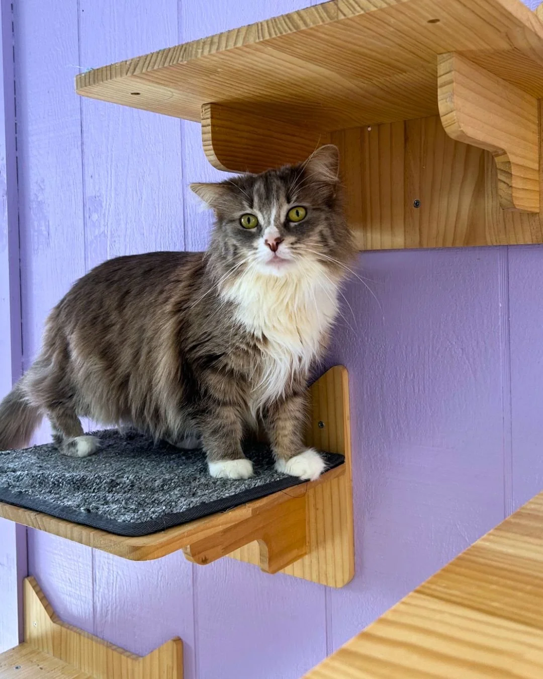 Fluff sighting in the cat room! Meet the newest cutie patootie, Zoot Suit Belle, who's helping us find needed cat room items this week. We're looking for cat carriers to help with transport and loaned to adopters when needed, and extra dish drying ma