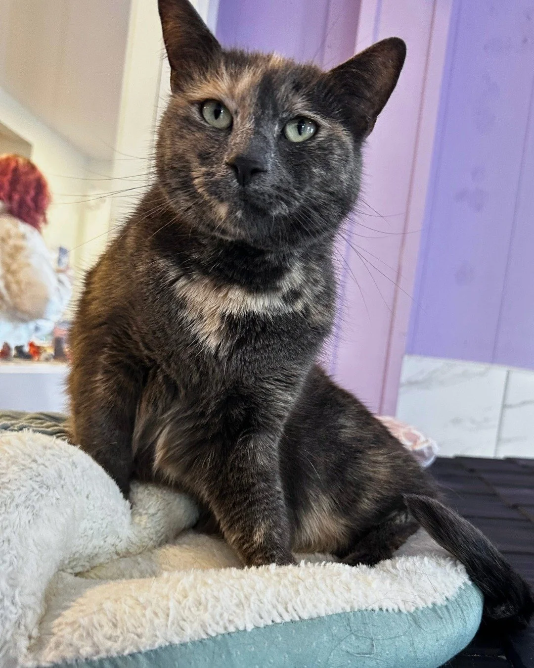 Happy National Sibling Day from Kitkat and Twix! 💜

To celebrate, bring your favorite sibling in to say hi to this bonded pair or tell them about your sibling (or your cat's!) in the comments.