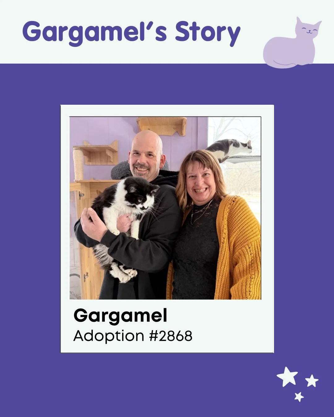 For three months, Gargamel watched people come and go from Constellation Cat Cafe.

He needed time. Space. Trust. In many shelters, a cat like Gargamel might be overlooked. But here, because of donor support, he had something different: time to be se