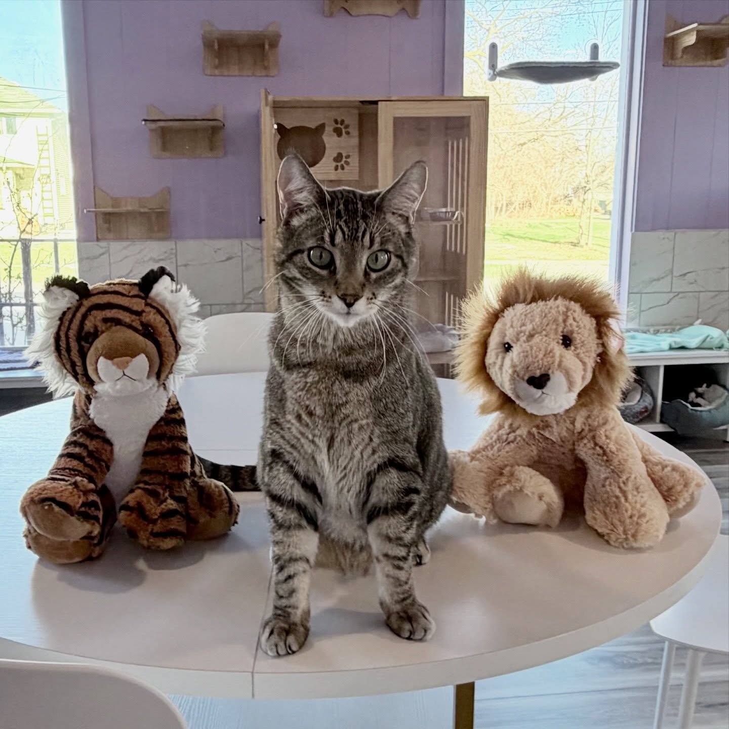 Lions and tigers and Flynn?! Oh my. 😸

Stop in the cafe to see our selection of Aurora plushies.