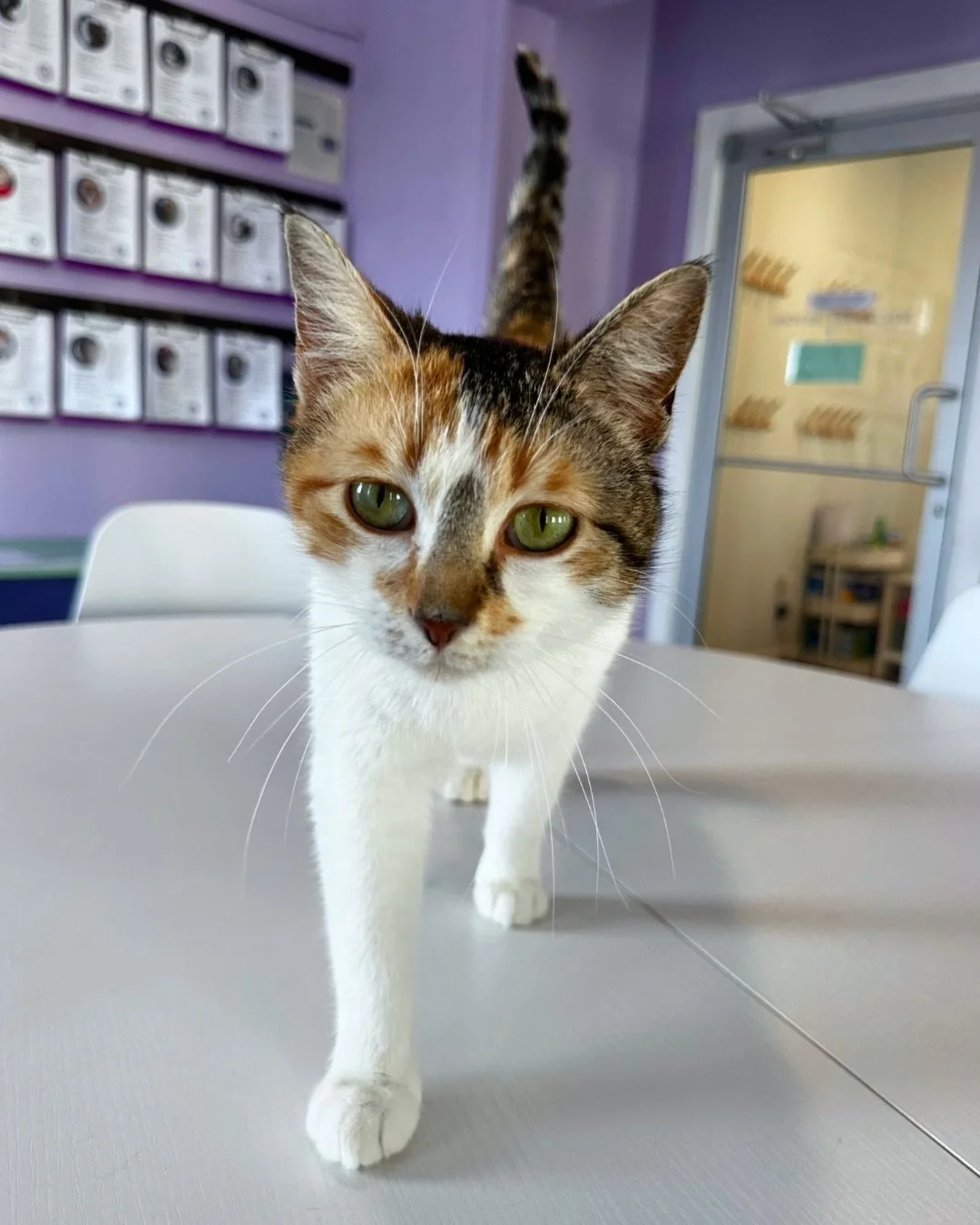 Hyacinth is on a quest for pets! 💜

Visit the 🔗 in bio to book your visit and come give her some. Walk-ins always welcome as space allows!