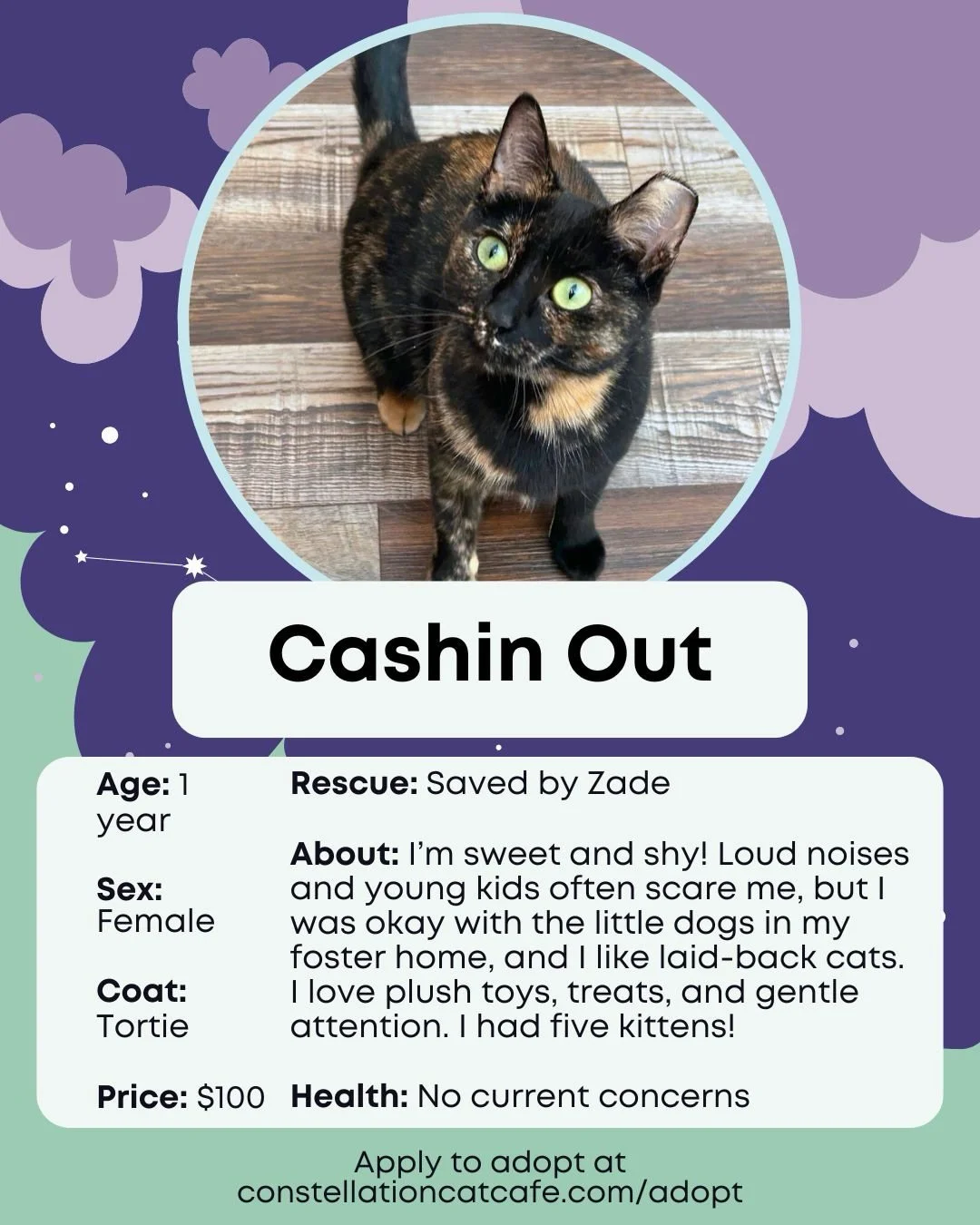 New faces, same goal.😸

These cats are ready for their next chapter. Come meet them and be part of helping us reach 3,000 adoptions. 

🔗 in bio to view the rest of our adoptable cats or to book your next visit. 💜