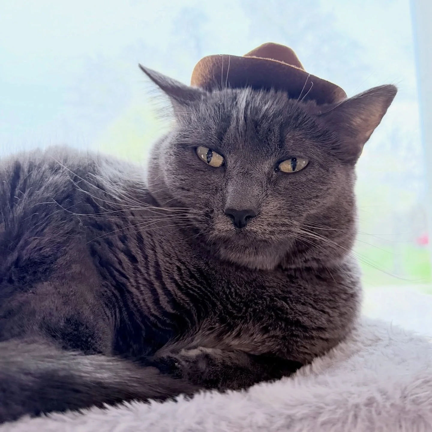 Who let our cats play dress up? 😸

Cowboy fits and sporty shades made an appearance today. Reactions ranged from proud to deeply unimpressed.

Now your cat can join in! Shop our cat prop kits and sunglasses to create your own at-home photo shoot mom