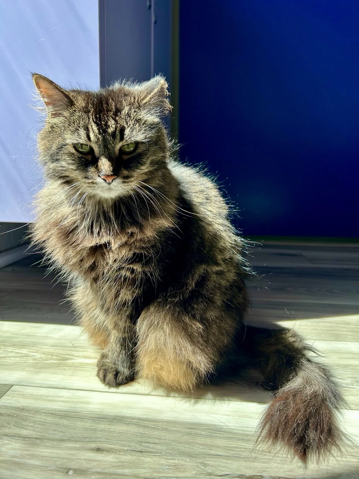 Meet Gracie, a 6 year old DLH tabby who has been in and out of the cafe since December 2024, still waiting for her perfect match. ✨

She&rsquo;s a low maintenance companion who loves sitting close and gently reaching out with her paw. Gracie is shy a