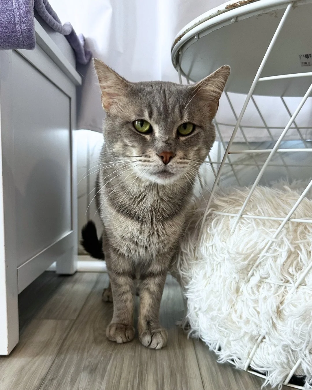 Zodiac Cat of the Month: Taurus 🐂♉️

Just like his name, Bell in a Handbasket&rsquo;s meows ring out like a bell with sound advice (like &ldquo;pet me now!&rdquo;) whenever you need it. While he may start off a little cautious, he&rsquo;s resilient 