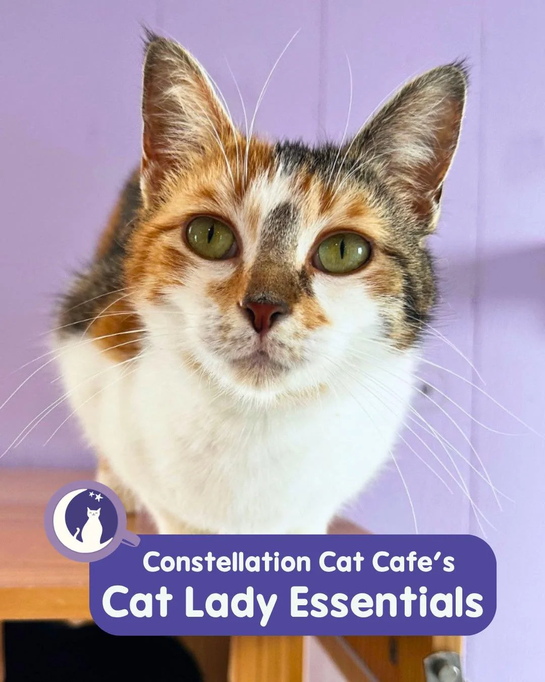 Happy National Cat Lady Day from some of the adoptable ladies in our cat room! 💜

Whether you share your love for cats through adoption, volunteering, or supporting local rescues and nonprofits - we appreciate all that cat ladies do for our communit