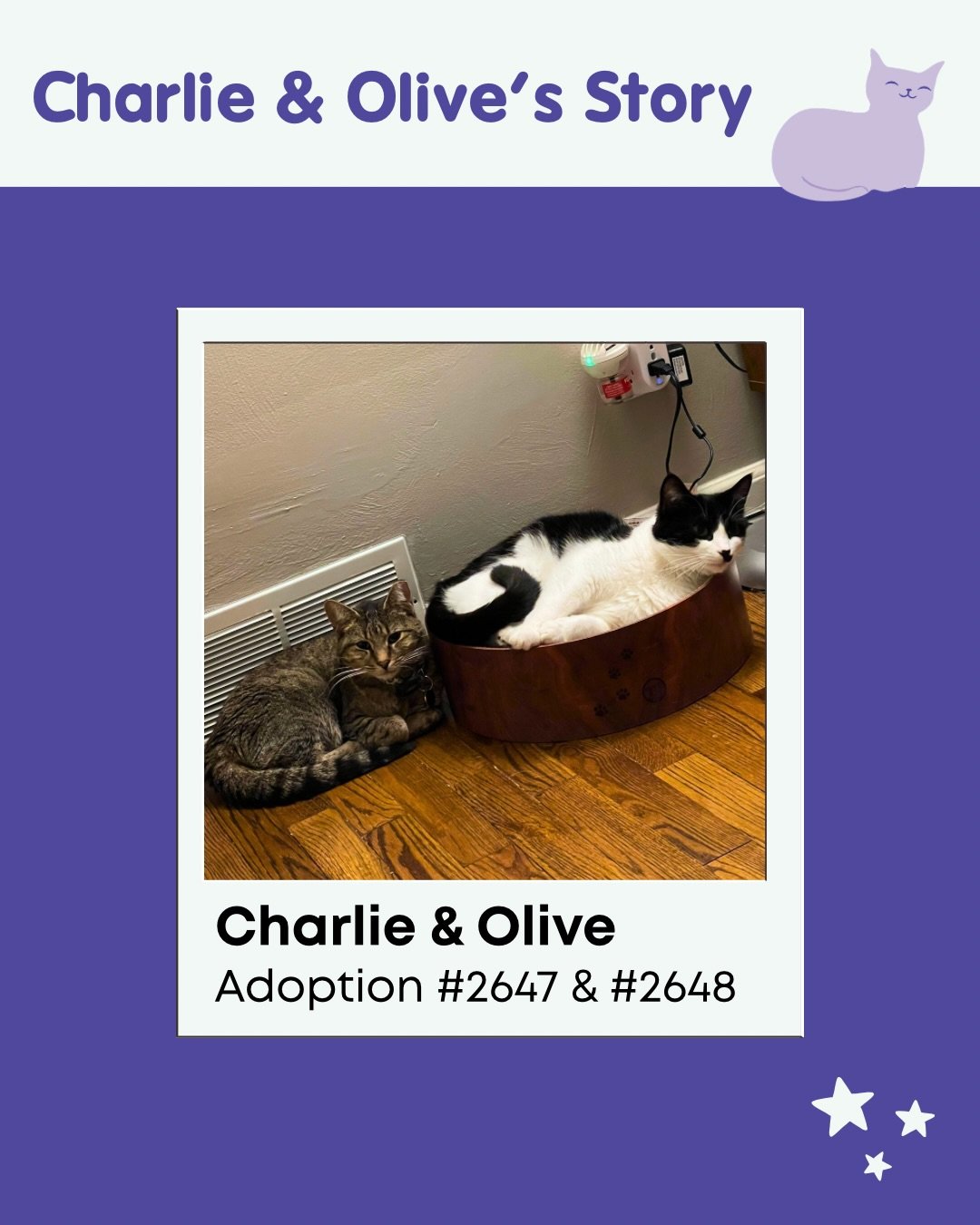 Over the course of many hard worked volunteer shifts, Charlie and Olive&rsquo;s pawrent decided to take the pair of shy kitties hiding in their enclosure home. 

Since then, Charlie and Olive (previously Lost Boy and Church) have gained the confidenc