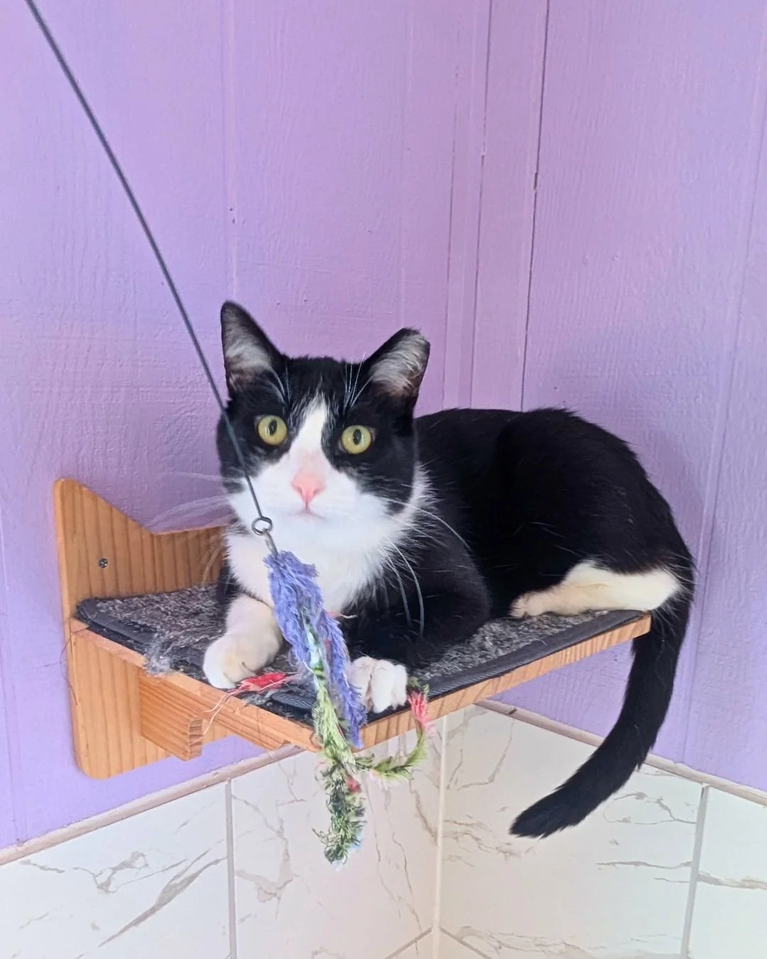 Quilty has declared wand toys essential to his daily routine but we're down to just a few. We're on the hunt for more to keep him and his friends entertained in the cat room!

Check out our online wishlist to help us add more wand toy options. (🔗 in