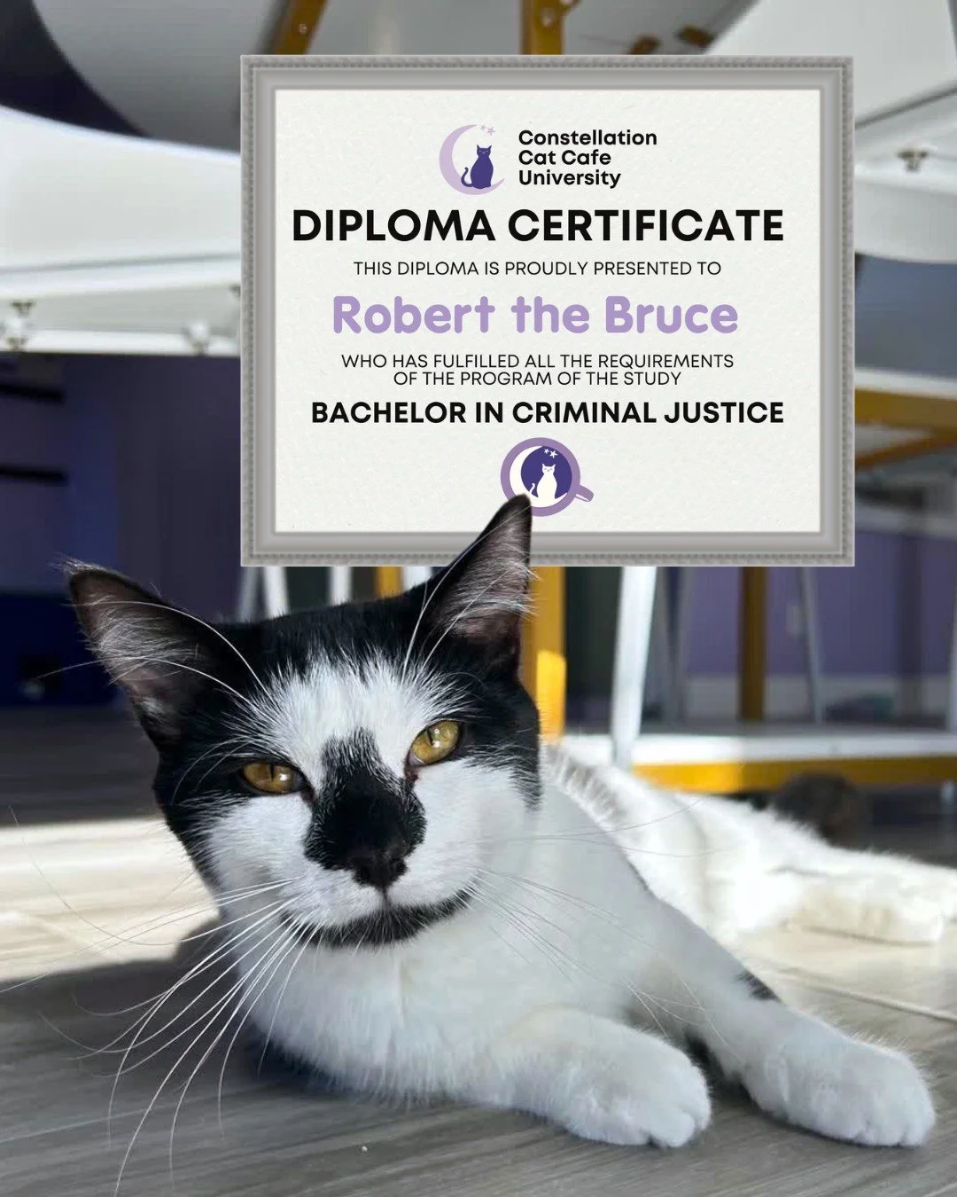 A huge congrats to all of our recent graduates! 🎉

Here's what we think some of our adoptable cats earned their degree in. Did any of them graduate in the same field as you? Let us know in the comments!

To all the students and teachers getting read