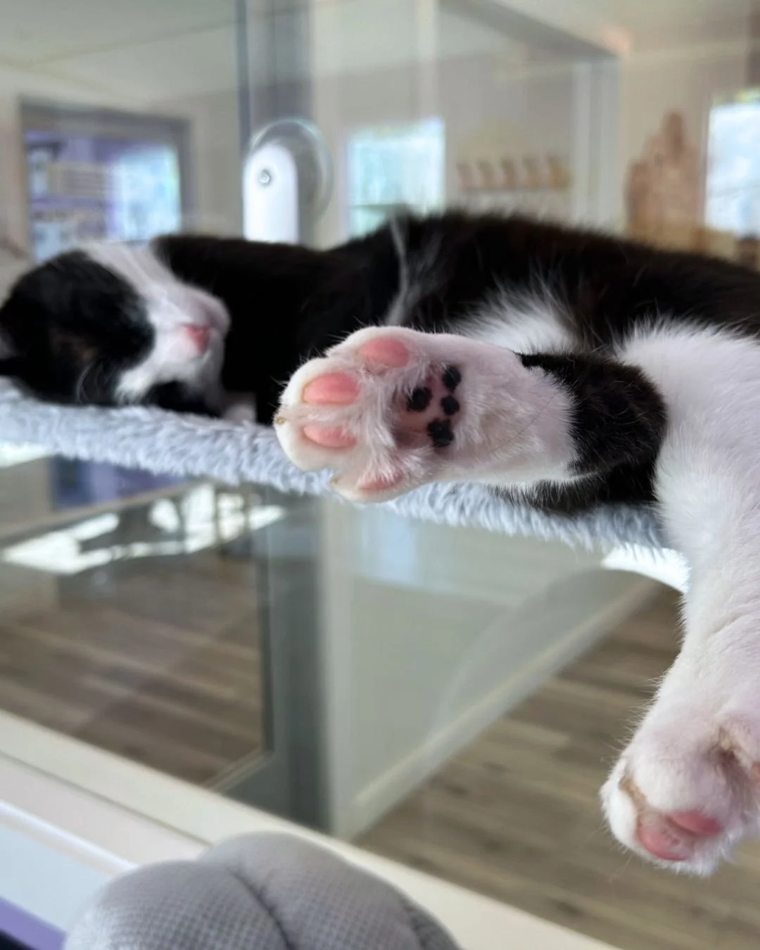The only place where you can get beans &amp; beans in the 517. P.S. Our summer drink menu launches June 1st! 

📷: Quilty (adoptable)

#thiscoffeesavescats