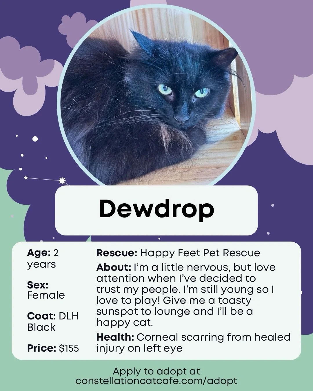 Looking for a new roommate who steals your seat and stares at you while you eat? Our adoptable cats are ready to meet you. 💜

Visit the cafe or check out our website to see all currently adoptable cats. 😺