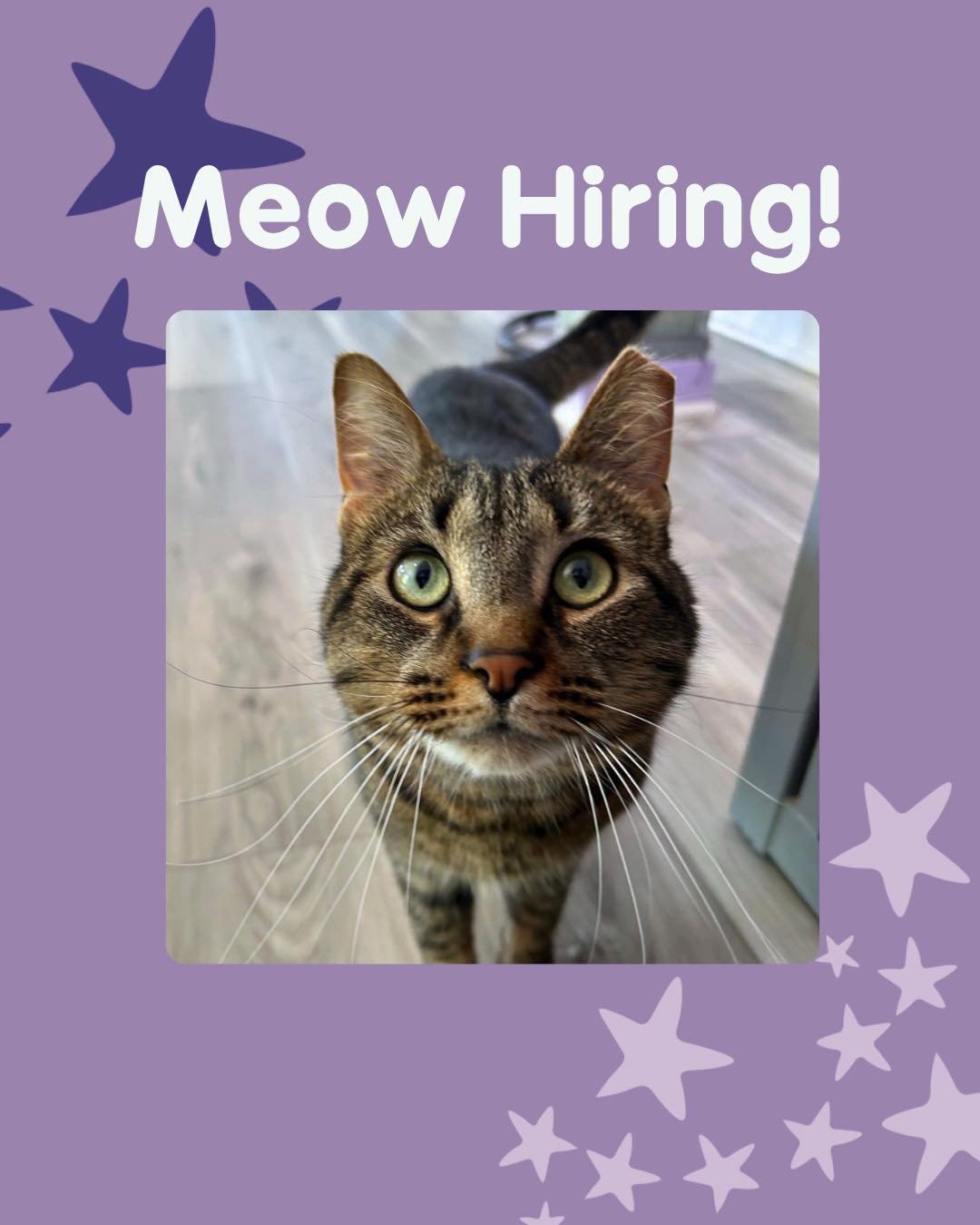 We have an open Purrista position here at CCC! 💜

As a Purrista, your main responsibilities would be purrparing drinks, helping visitors book appointments, and processing cat adoptions. Purristas play a huge role in fulfilling our mission by being e