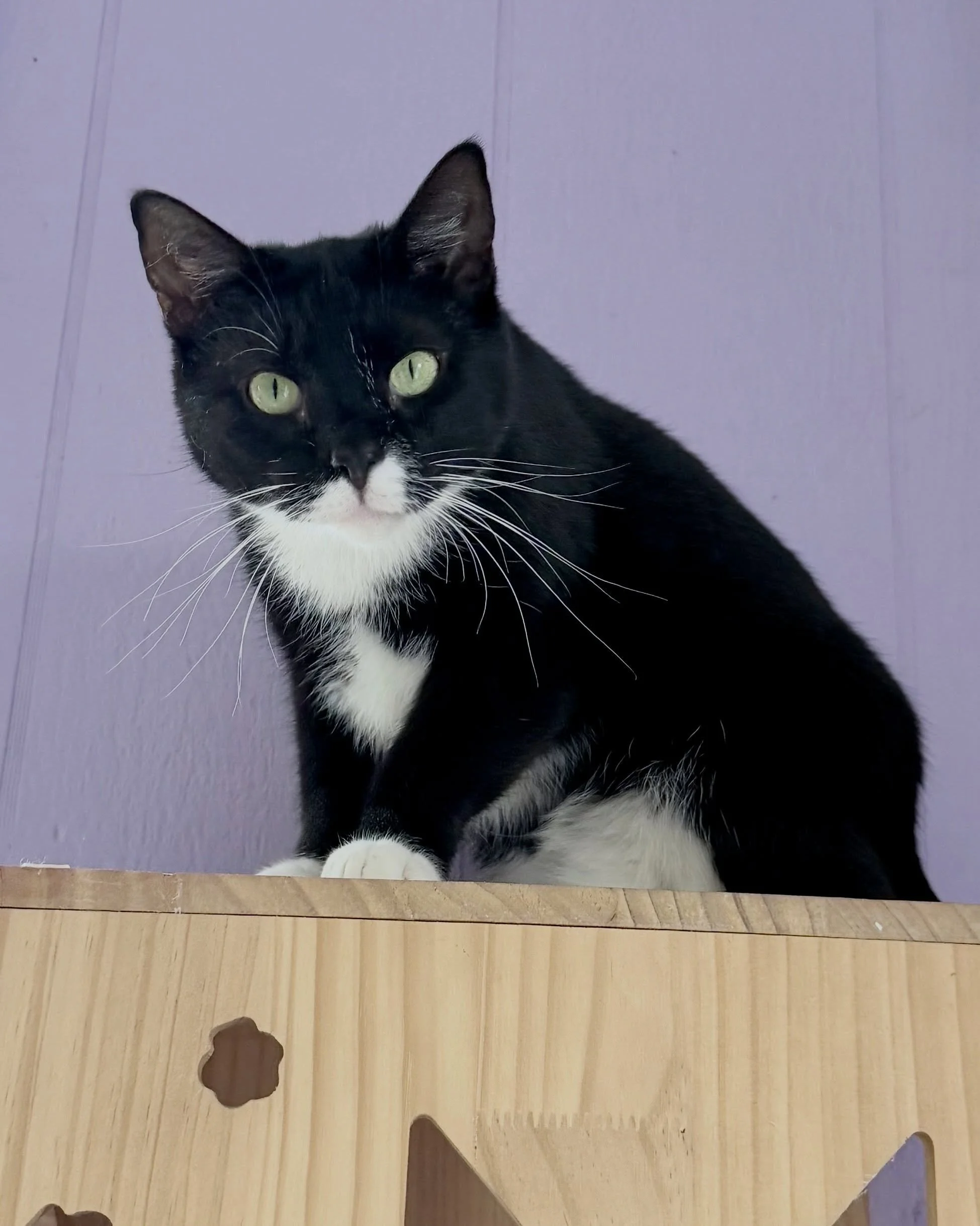 Star is still our current longest resident. ✨

This 2 year old black and white girl can be shy at first, but she is curious, playful, and slowly learning to trust the world around her.

10/10 cat parents agree that gaining a shy cat&rsquo;s trust is 