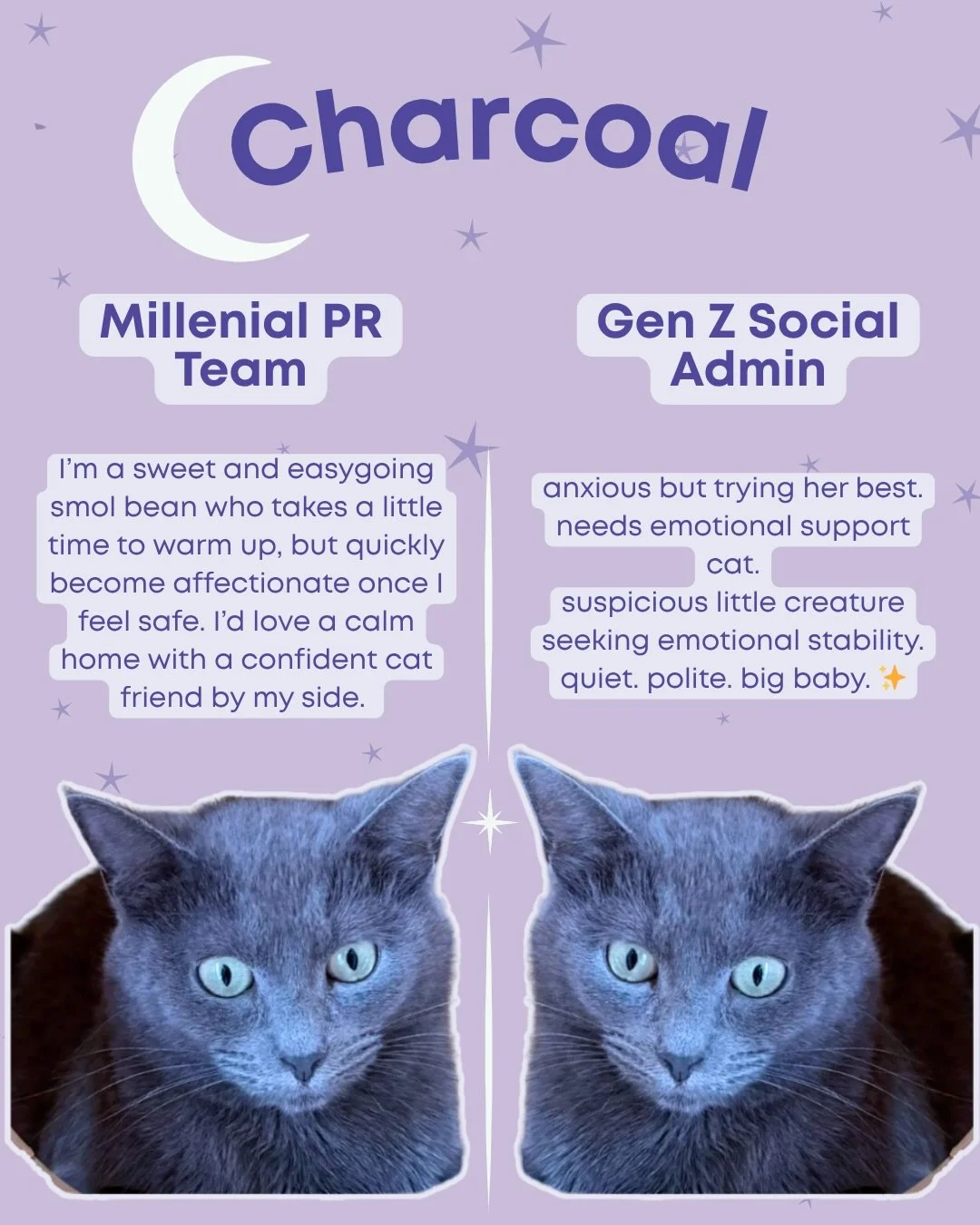 Whether your humor was shaped by Vine or Tumblr, the cats are here for you. ✨

Visit our website to book your next visit, or to view more about our adoptable cats!