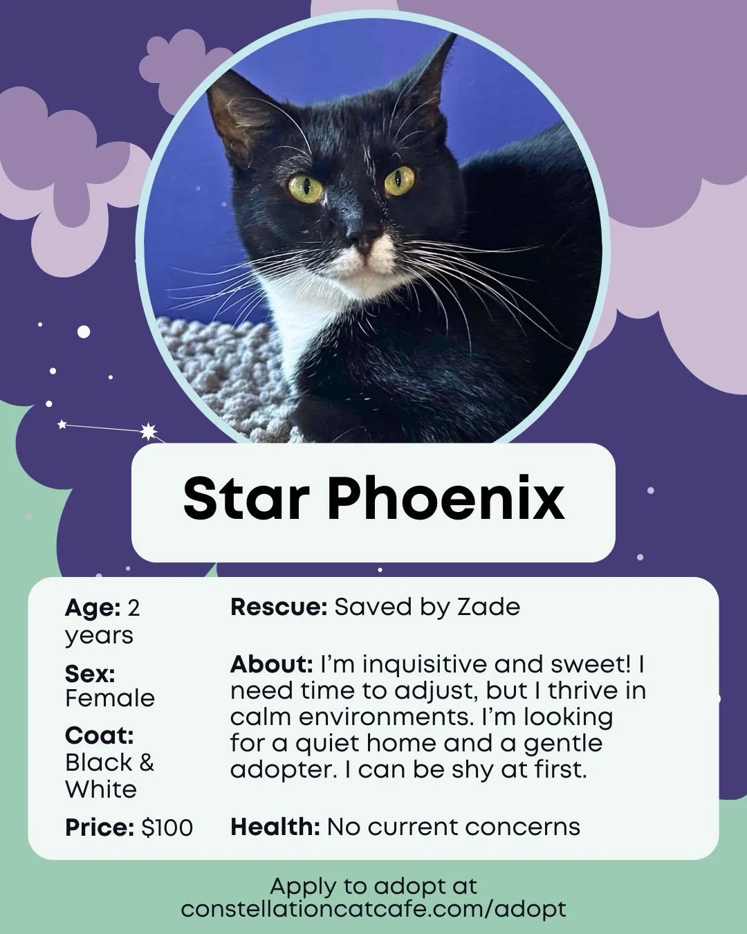 Some very cute faces are currently available for adoption at the cafe. 💜

Visit our website to view the rest of our cats or book your next visit. ✨