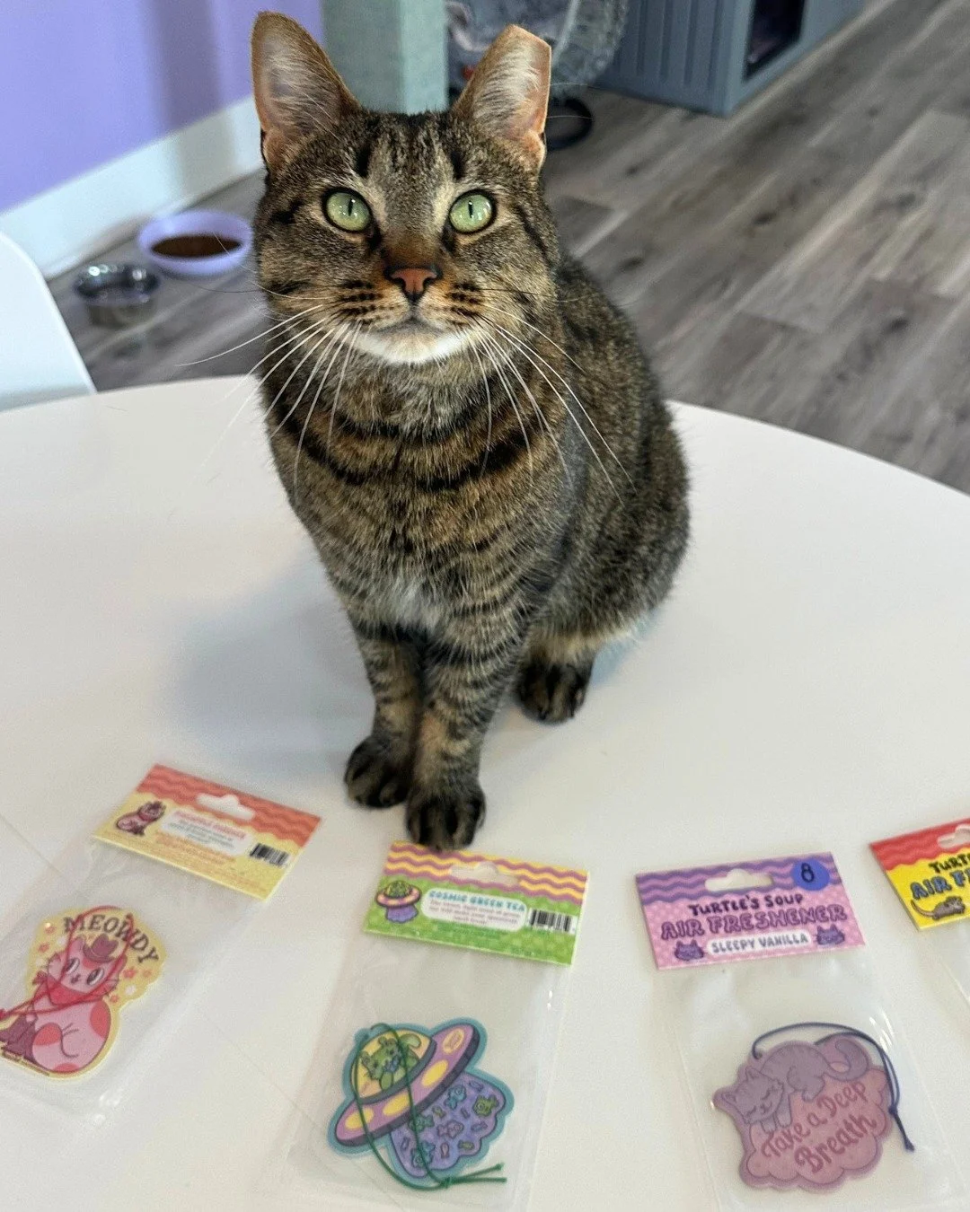We have new air fresheners available for purrchase at the cafe! ✨

Lover Boy can confirm, these are some good stinks. Check them out on the cafe side of CCC the next time you stop by to give him some pets!
