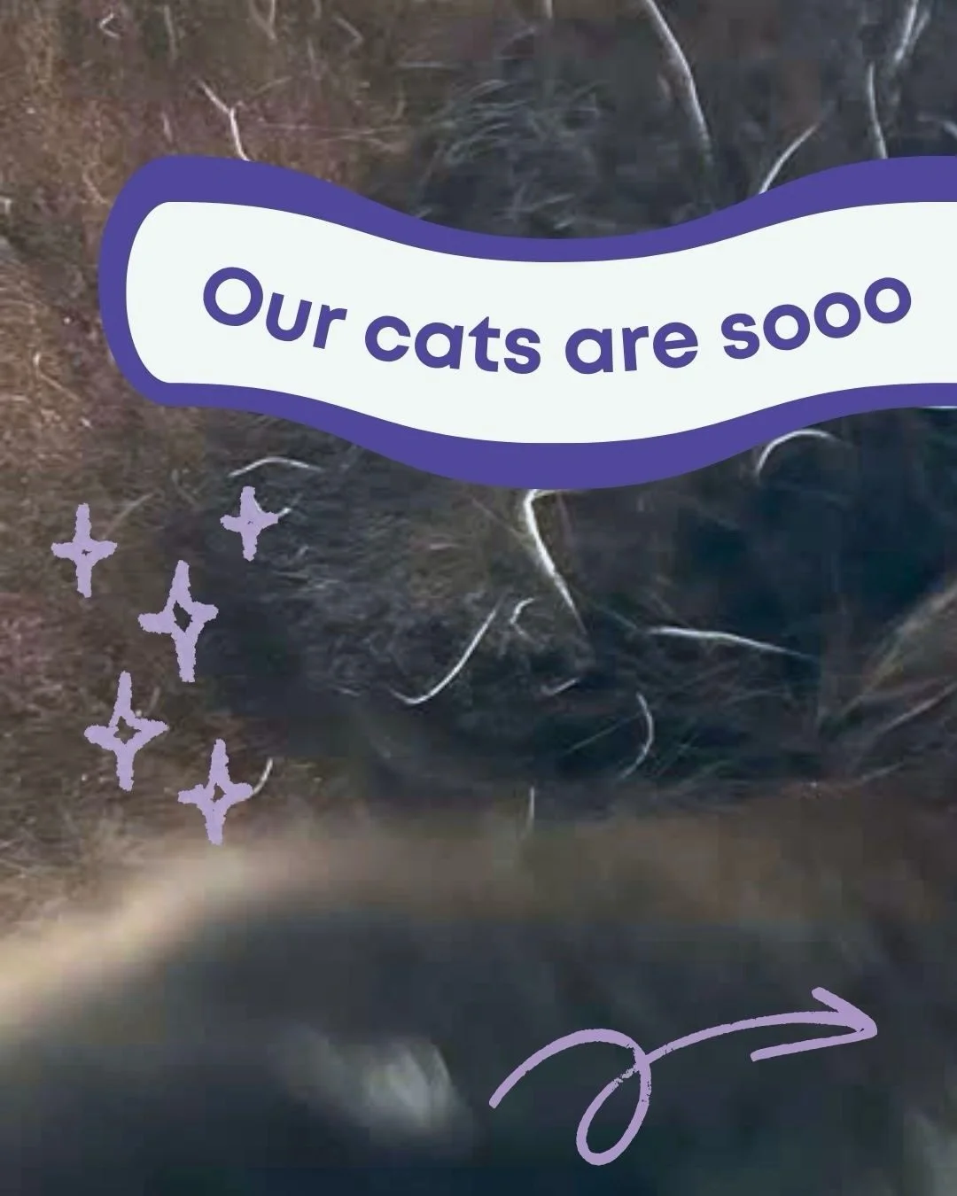 The cats would like to formally request more visitors this week. ⭐️

Visit our website to reserve your spot in the cat room!

🐱📸: Oakley (adoptable)