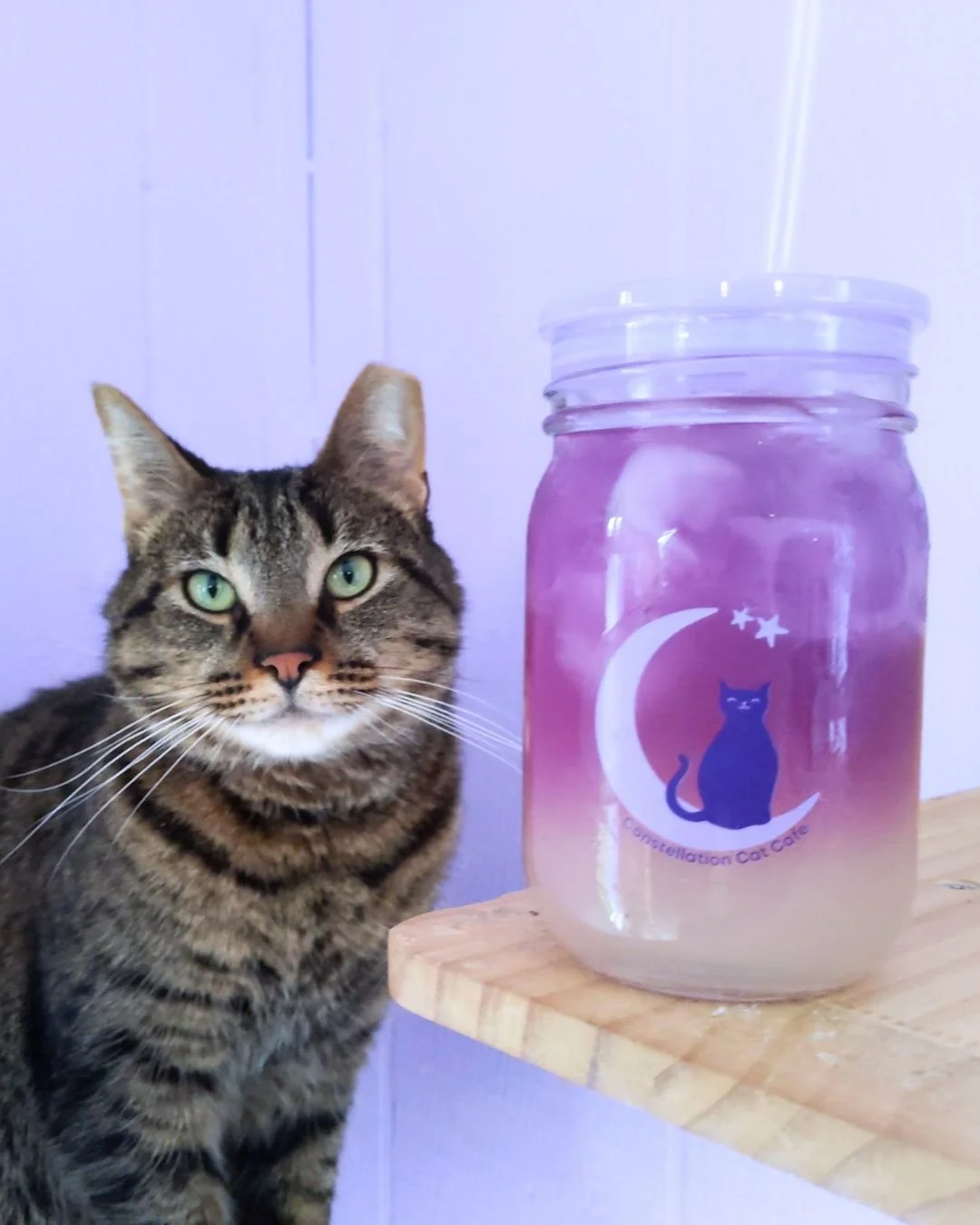 Our cafe and cat room will be open Memorial Day from Noon to 7pm! Swing by to pick up your favorite refreshing drink or give the cats a few chin scritches (perks if you do both!).
