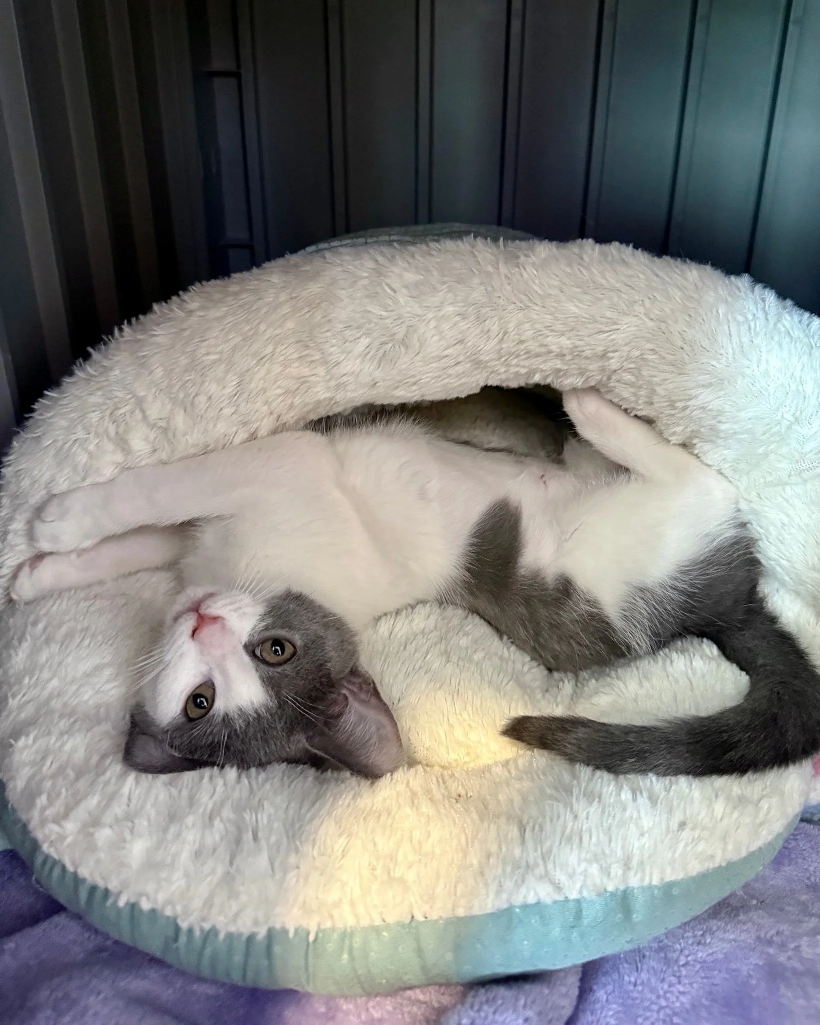 Kechup wants to know when we&rsquo;ll see you at the cafe again. 💜

Visit our website to schedule your next visit.

PC: Olivia the Purrista