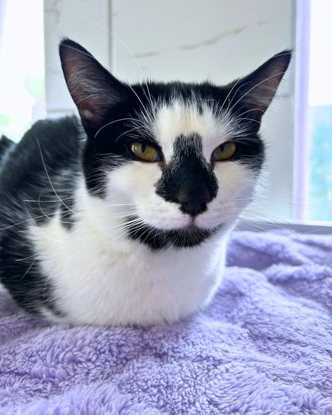 Robert the Bruce is living it up and loafin' at your local cat cafe!

We ensure their daily essentials are covered, but would love some assistance from the community. Support local this week by checking out our wishlist at @preusspets!