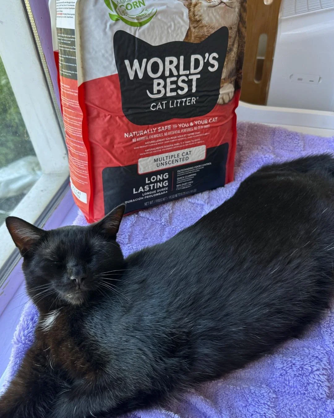Our cats can rest easy knowing the cat room is stocked with @worldsbestcatlitter! 

We&rsquo;re so grateful to be a part of the #givelitter program that provides safe, sustainable litter to rescue cats like Oakley. 💜