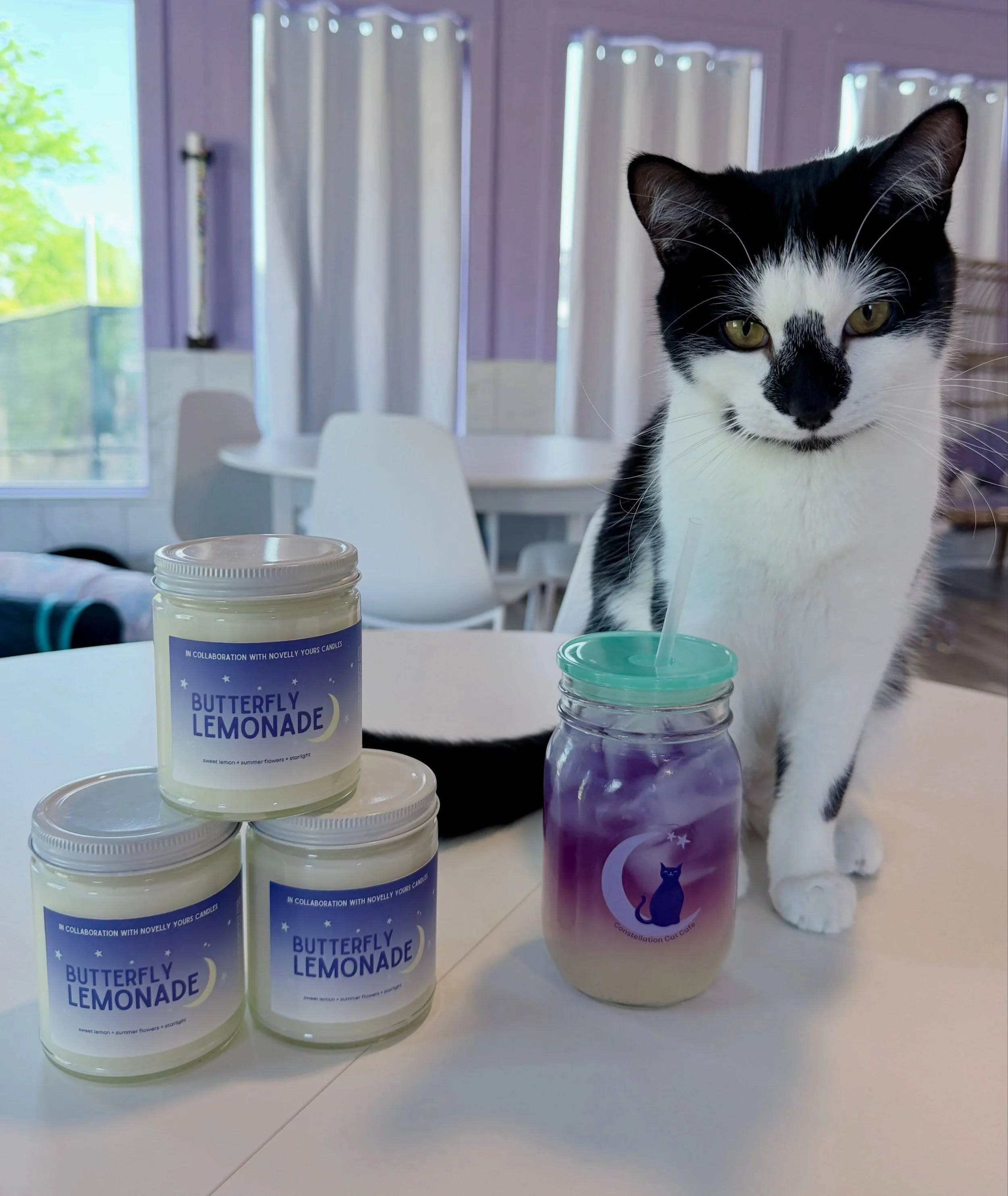 The Butterfly Lemonade candle deserves its own spotlight. ⭐️

Fresh, citrusy, and inspired by the drink that became a cafe favorite.

🐱📸: Robert the Bruce (adoptable)