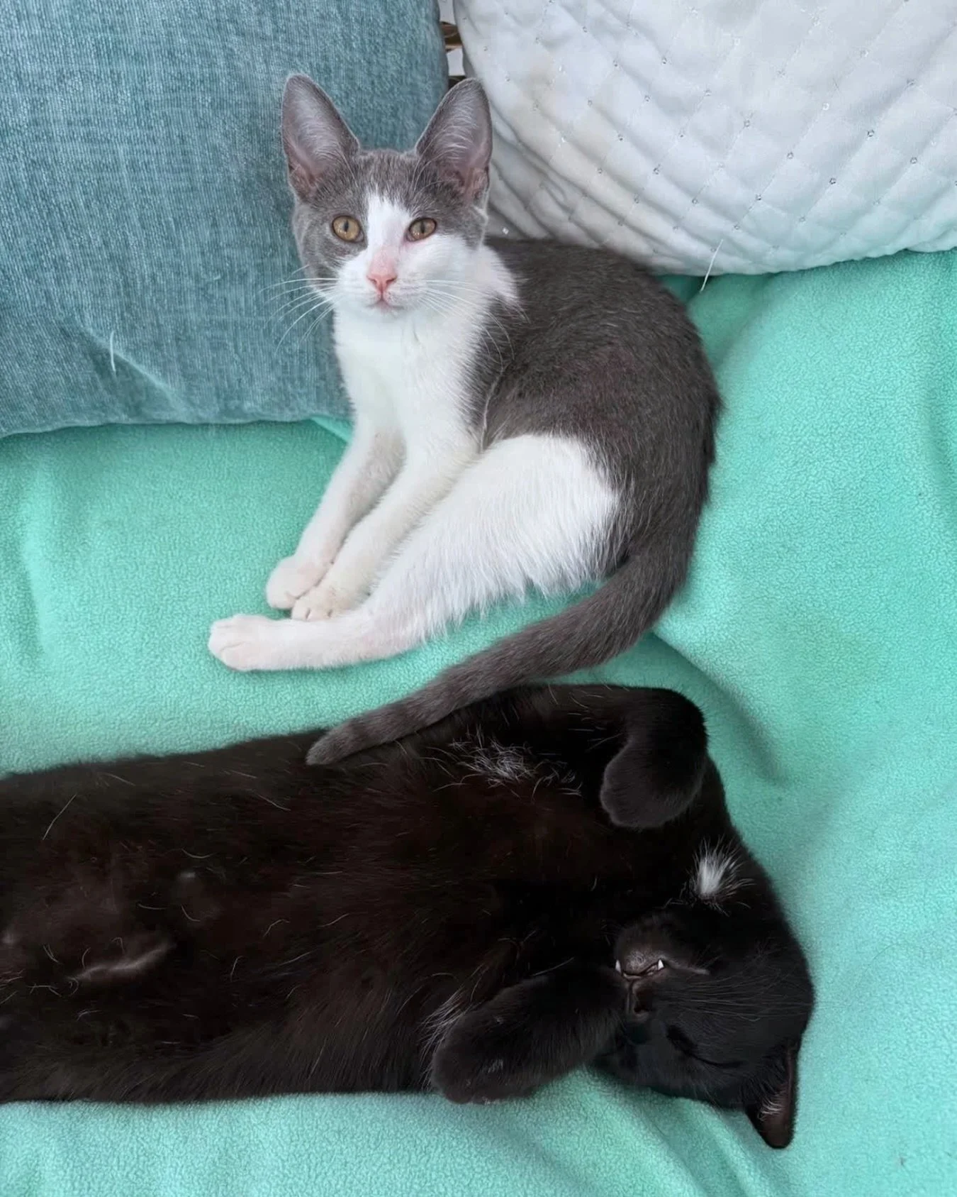 We&rsquo;re open noon - 7pm today! Visit the 🔗 in our bio to book your visit and come join Ketchup and Oakley&rsquo;s cuddle puddle. 💜