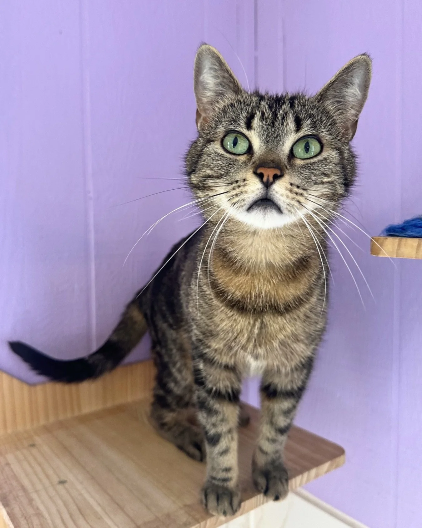Mariah Carey is on the edge of her shelf with excitement, she can&rsquo;t wait to meet her new best friend and get adopted! ✨

Visit the 🔗 in our bio to book your visit and meet this beautiful girl. Walk-ins always welcome as space allows.