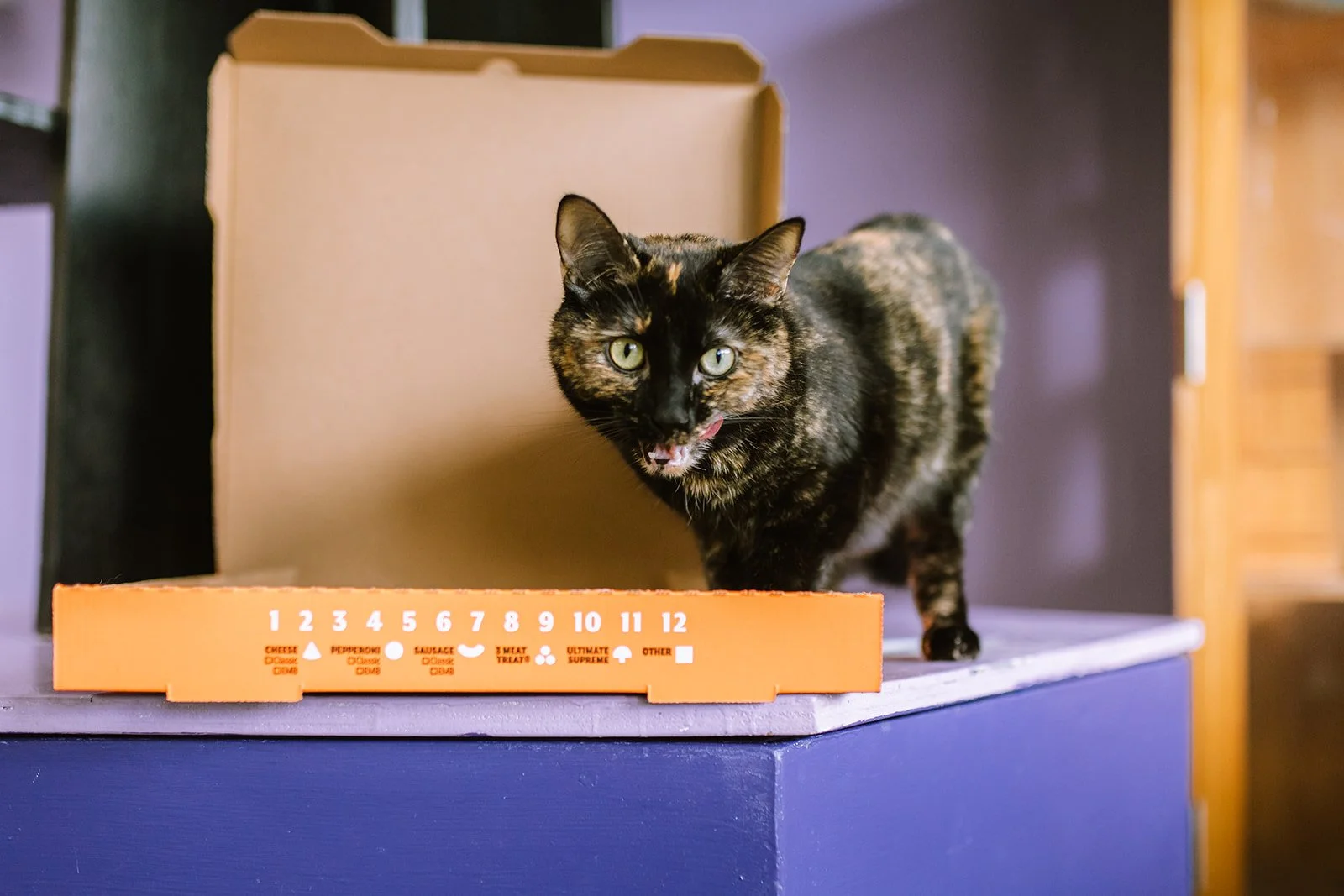 Tortieshell cat licking tongue while halfway standing in a pizza box