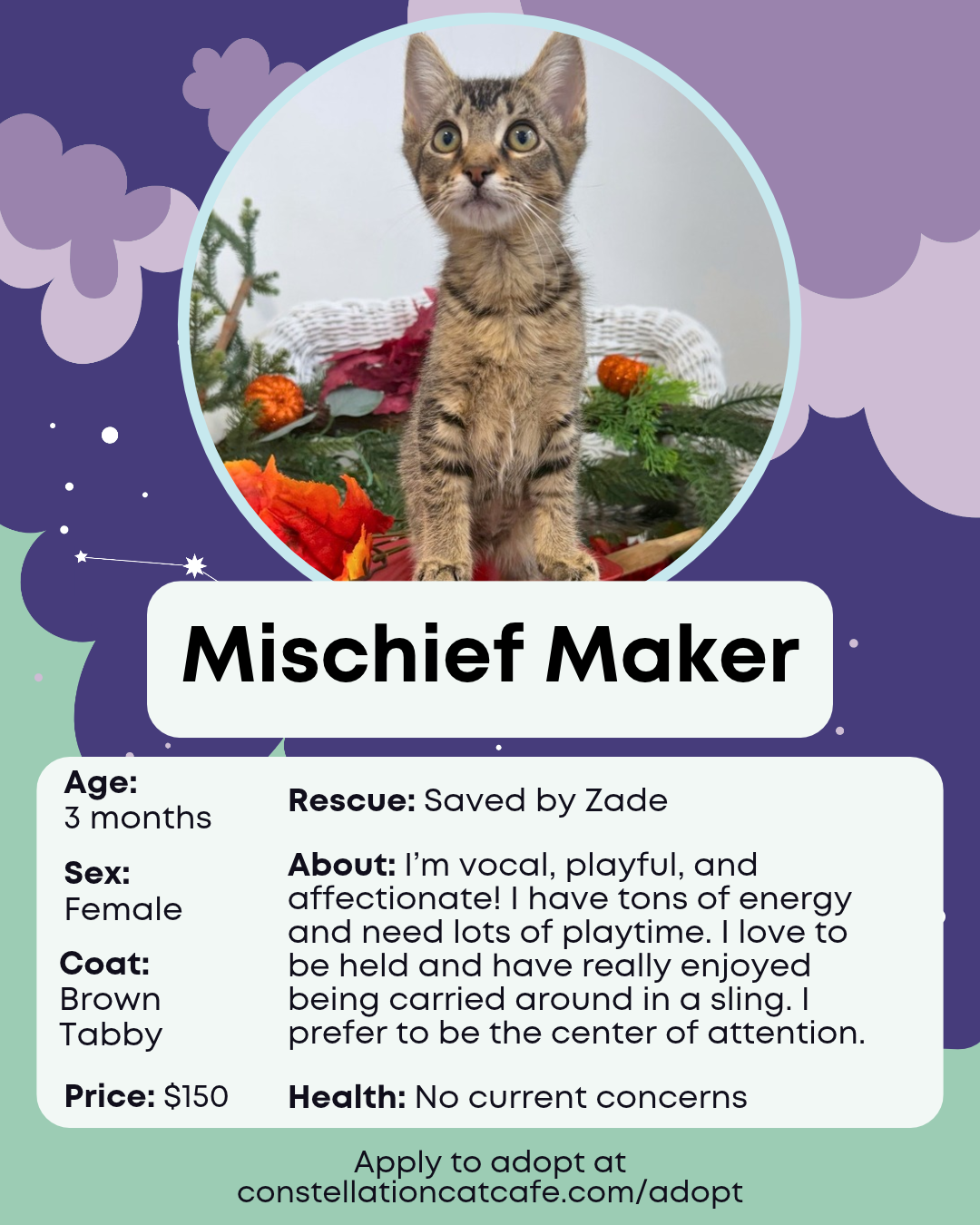 Current Adoptable Cats 2026(5).png