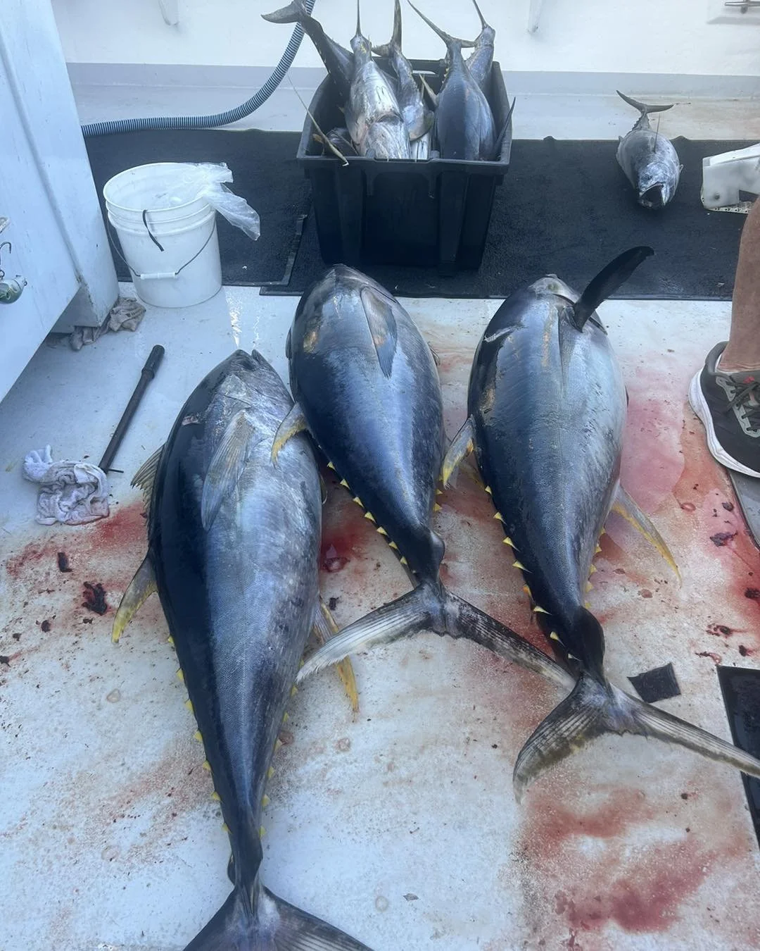 Fishin' Fever Sportfishing Charters | Cape May NJ