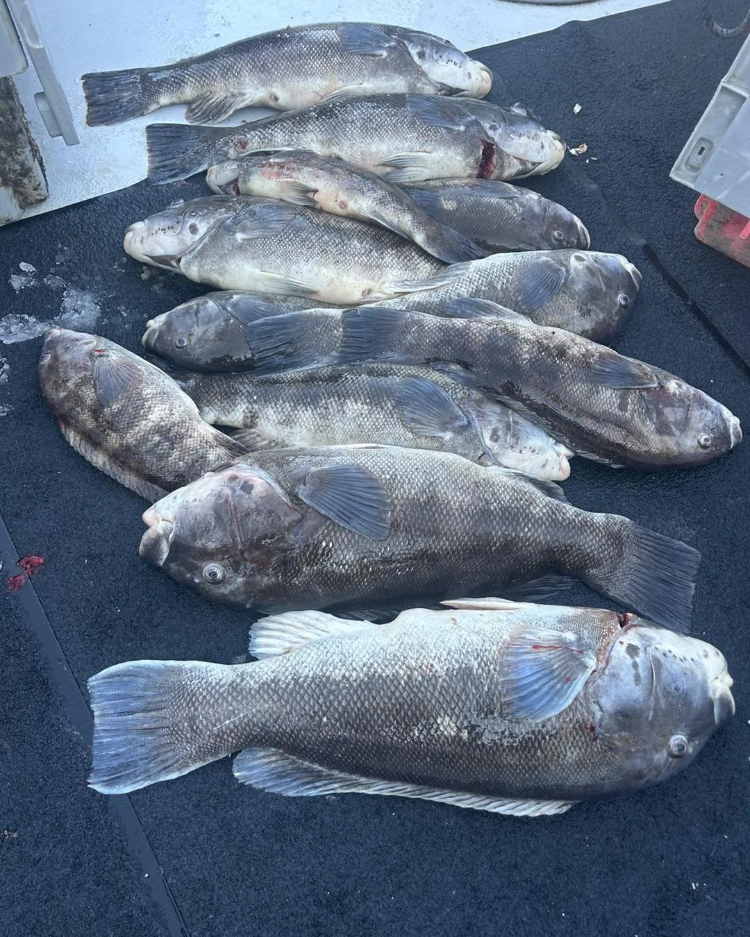 Fishin' Fever Sportfishing Charters | Cape May NJ