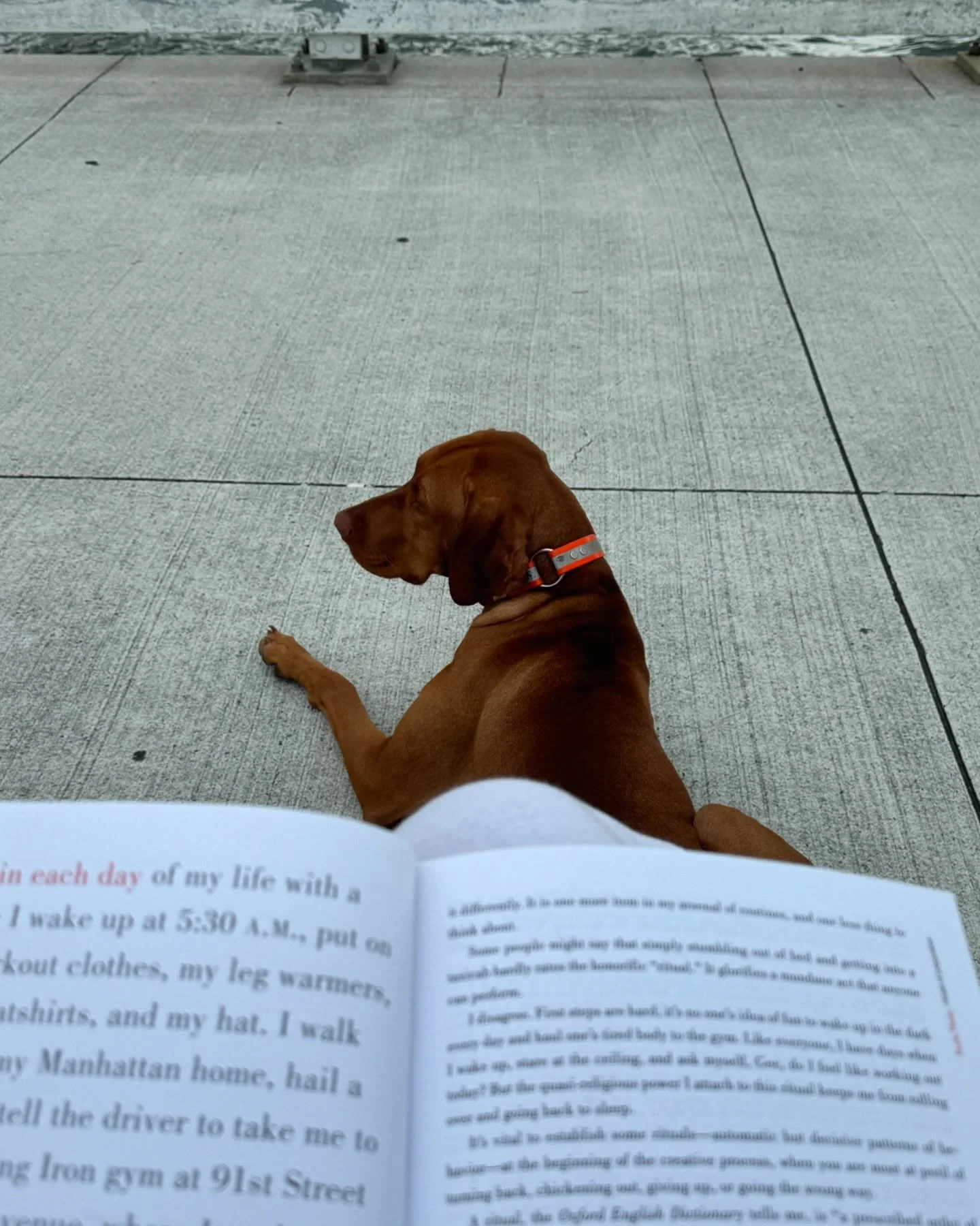 Every morning starts with a simple routine: a peaceful walk with Alfie, some quiet time with a book, and a moment to reflect before the day begins. It&rsquo;s in these small, everyday rituals that the biggest ideas often take shape. ☀️ 

What&rsquo;s