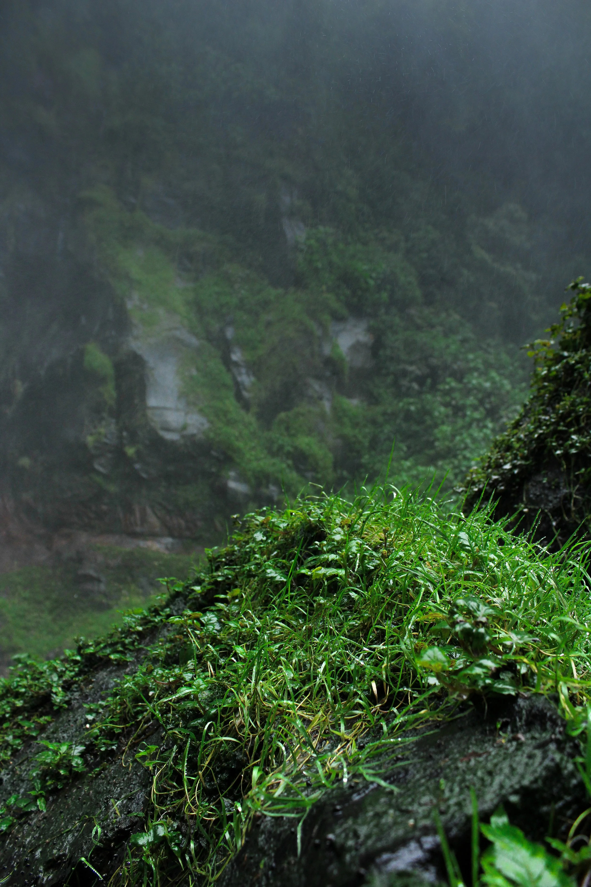 Hierba y vegetación en un ambiente de lluvia en una zona de montaña con neblina.