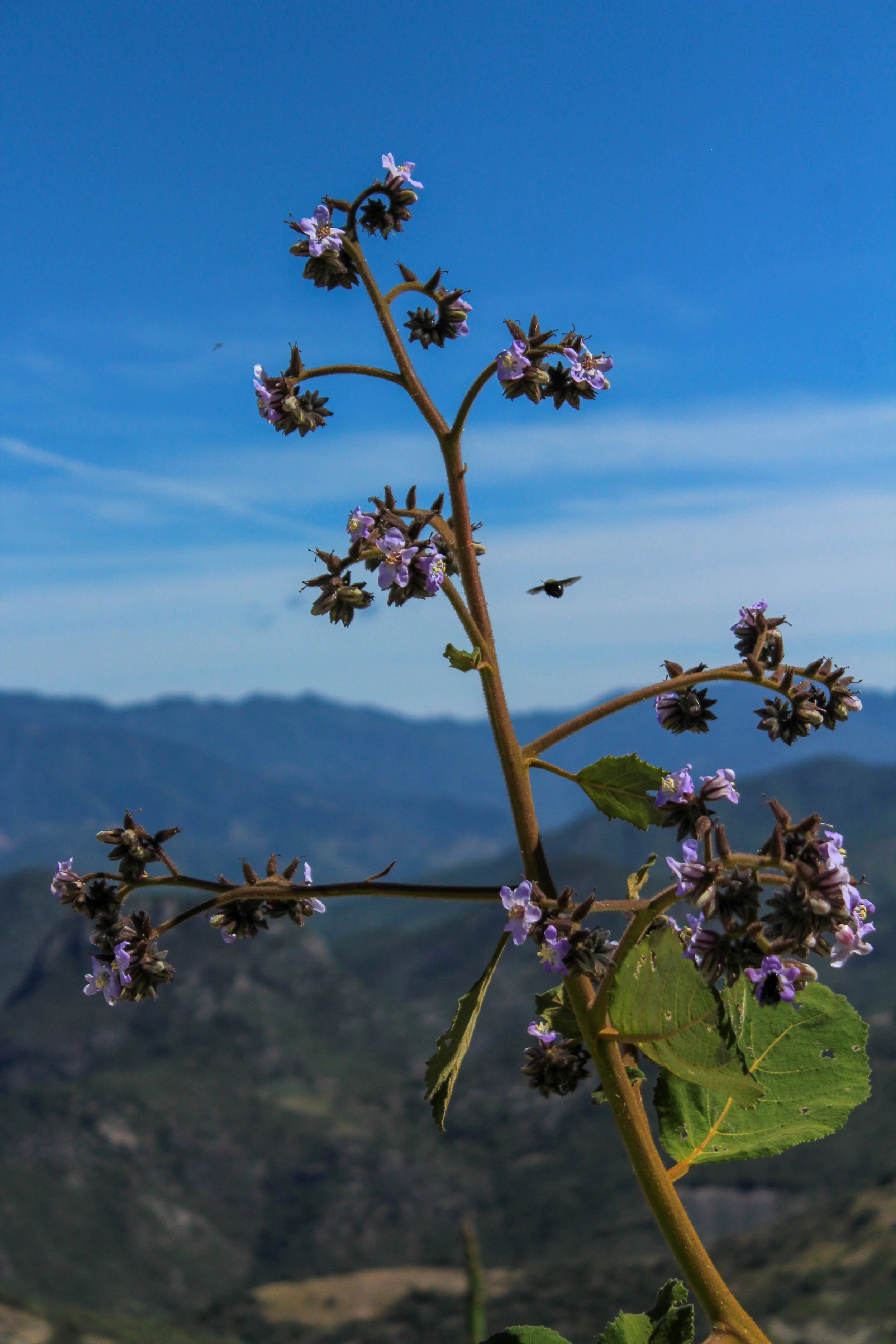 una planta con pequeñas flores moradas y hojas verdes, con montañas y cielo azul de fondo