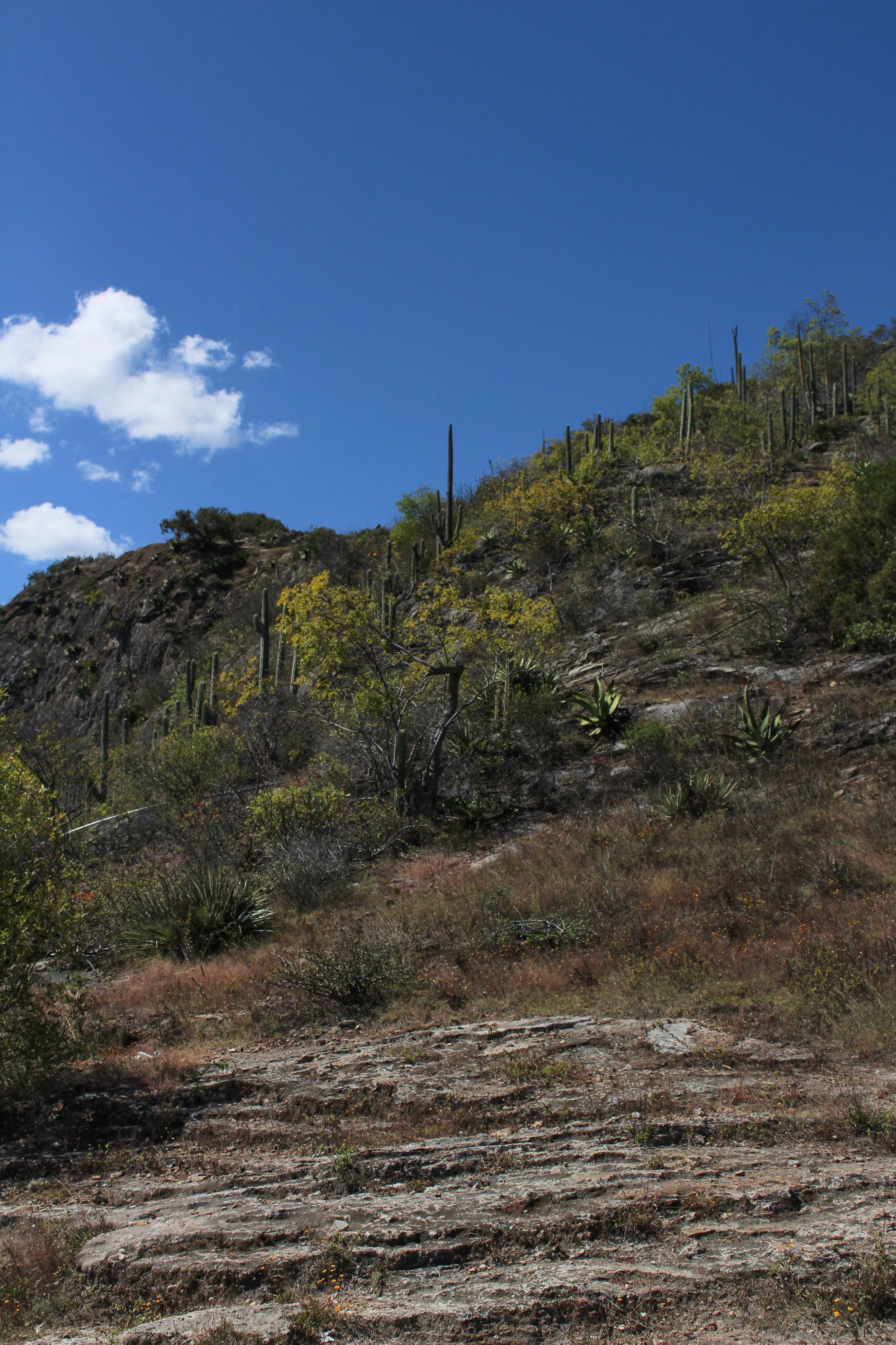Paisaje de una pendiente árida con cactus y vegetación seca bajo un cielo azul con algunas nubes.
