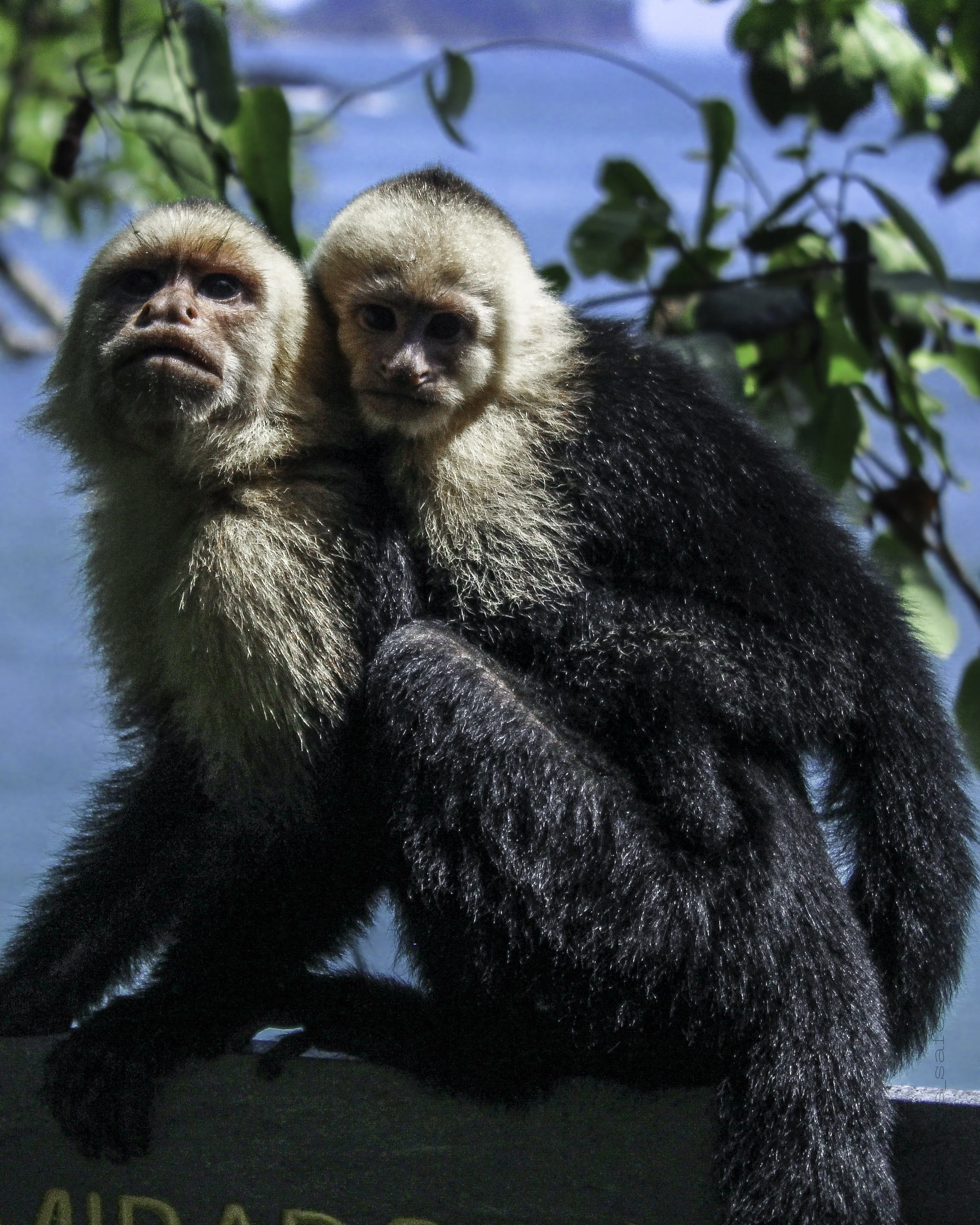 Dos monos capuchinos en la rama de un árbol, con fondo de agua y hojas verdes.