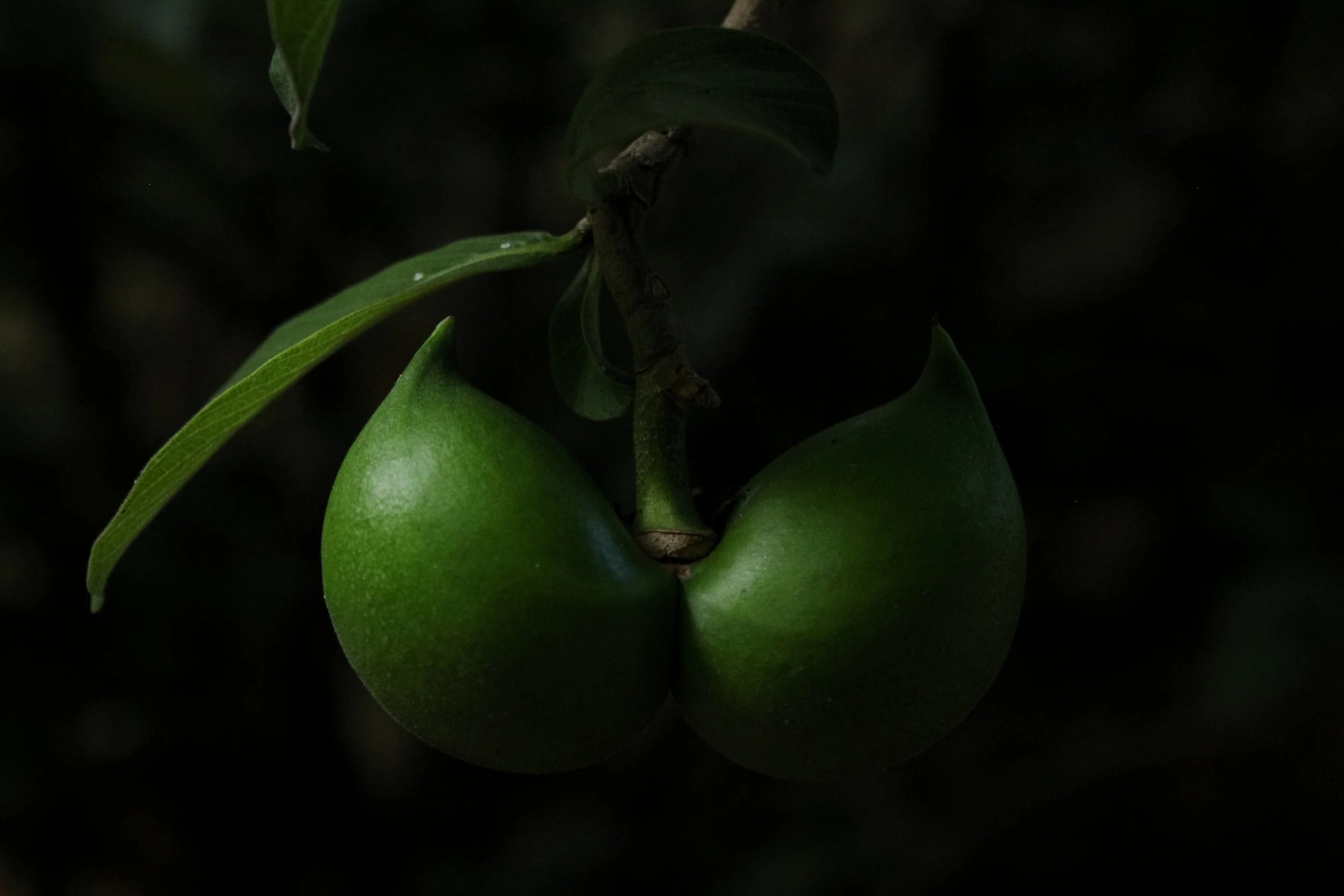 Dos peras verdes colgando de una rama con hojas verdes.