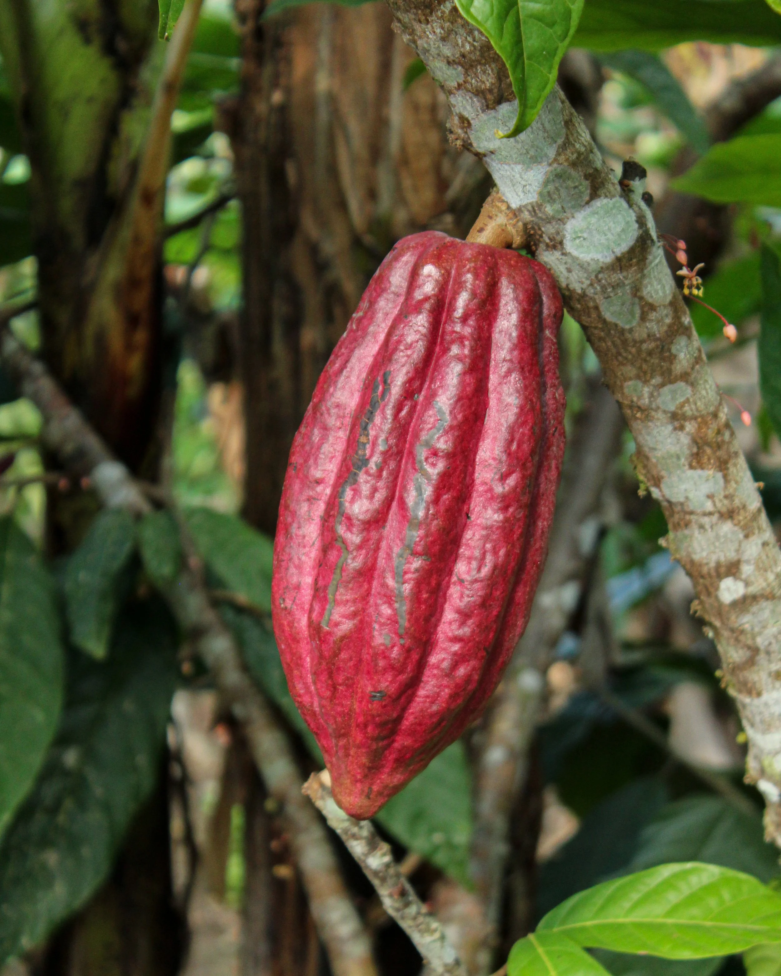 Cacao en vaina colgando de un árbol con hojas verdes en el fondo.