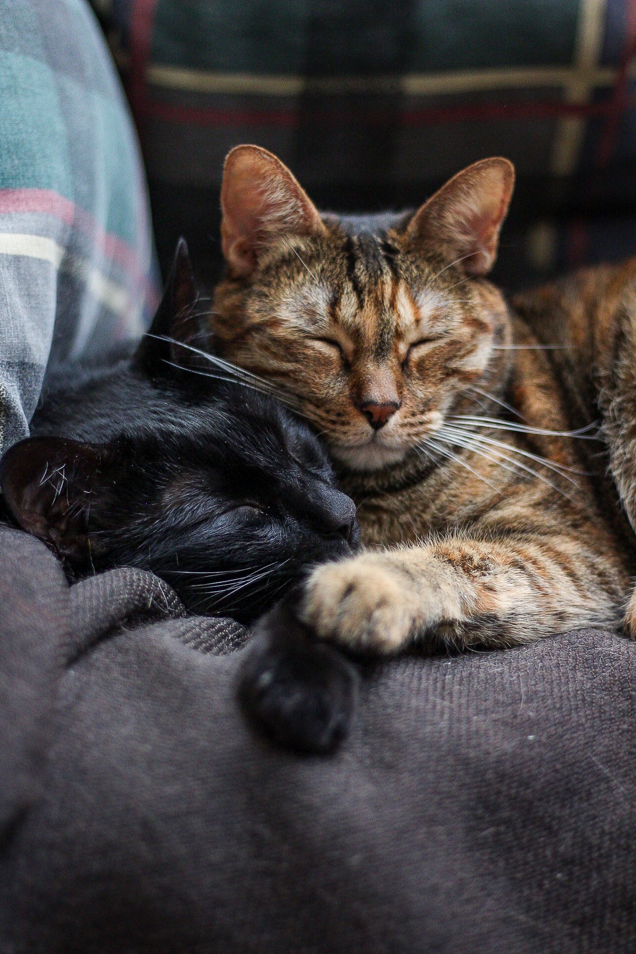 Dos gatos, uno negro y uno atigrado, durmiendo juntos en un sofá.