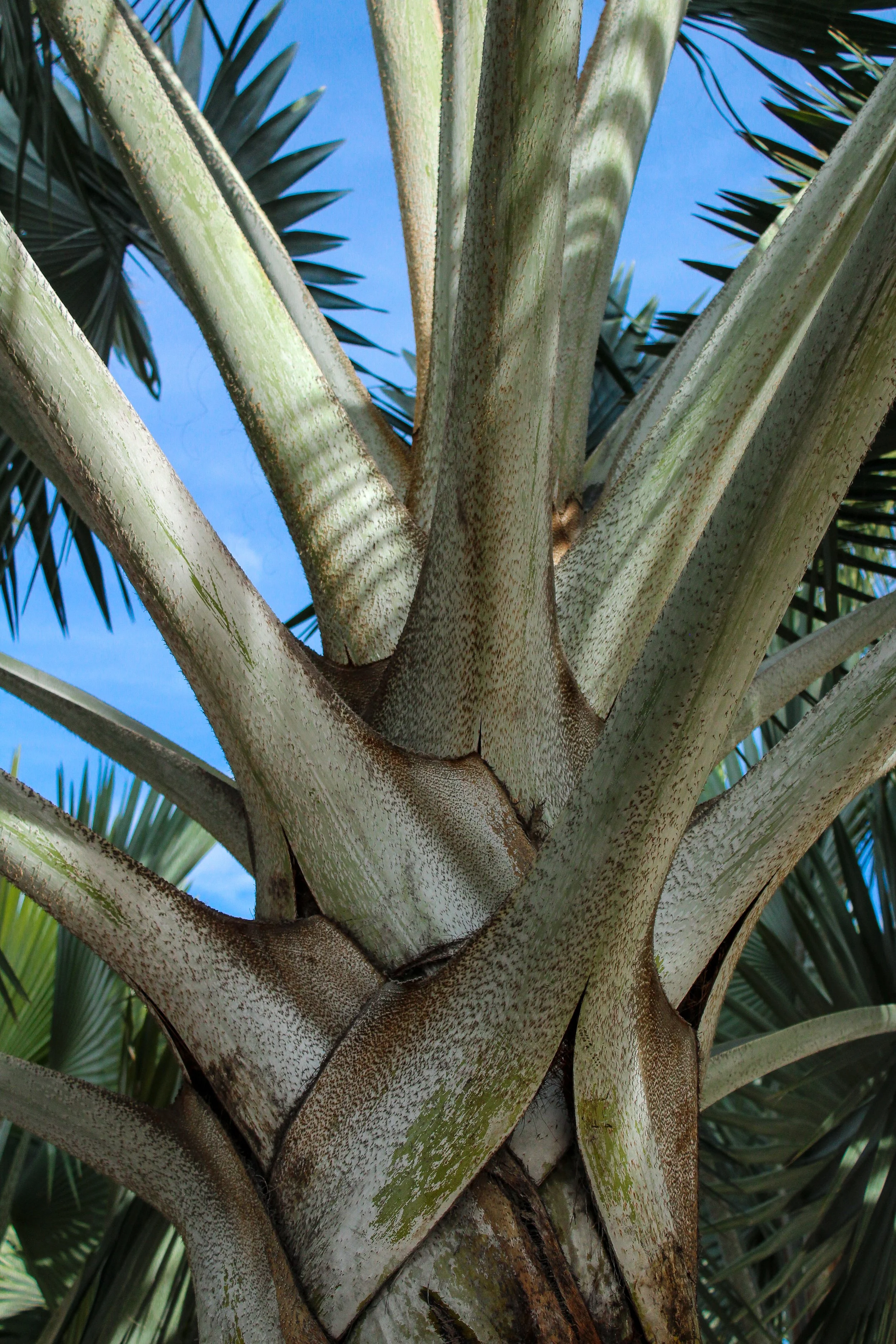 Vista cercana de un tronco de palmera con ramas y hojas verdes y un cielo azul en el fondo.