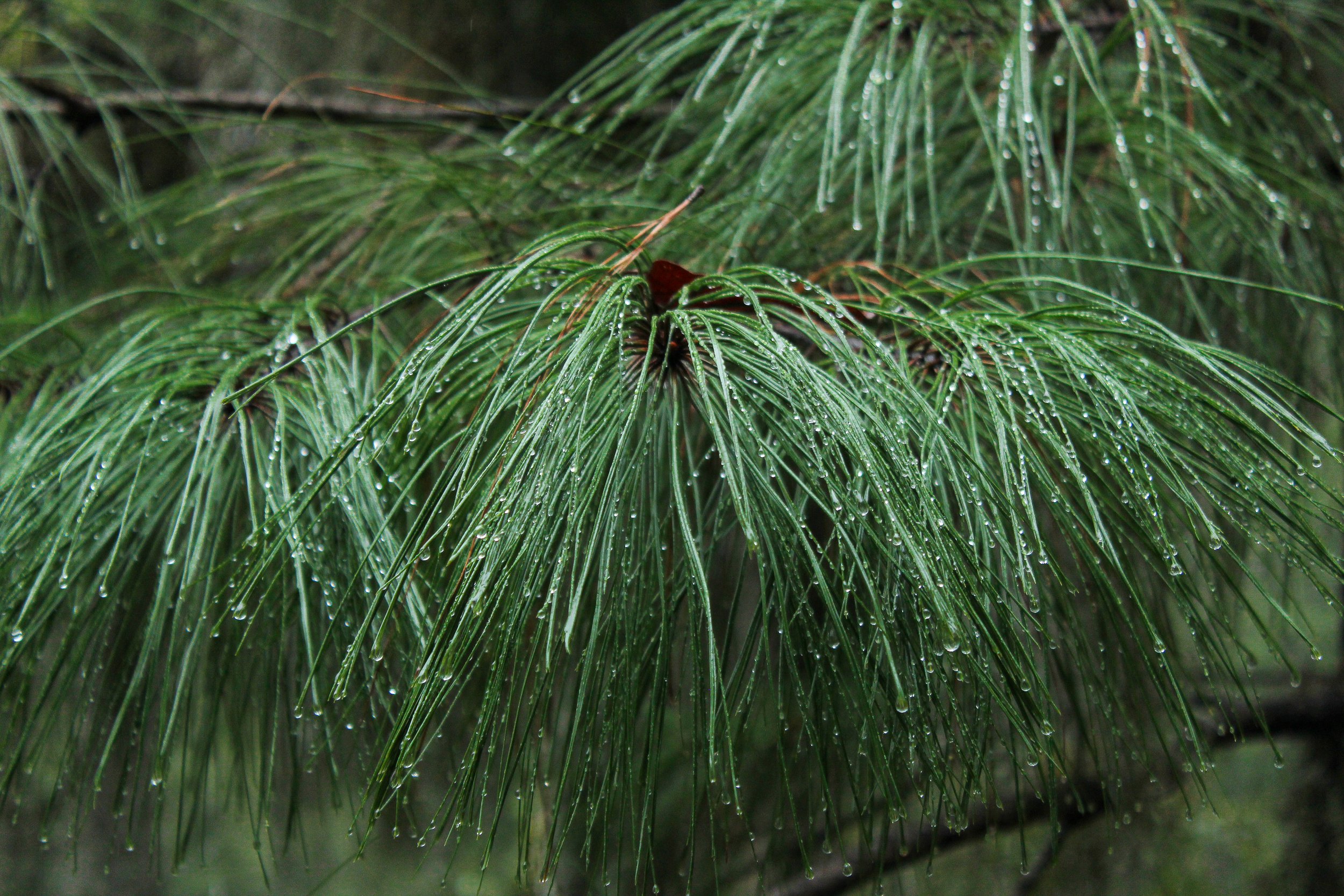Rama de pino con gotas de agua en las agujas verdes.