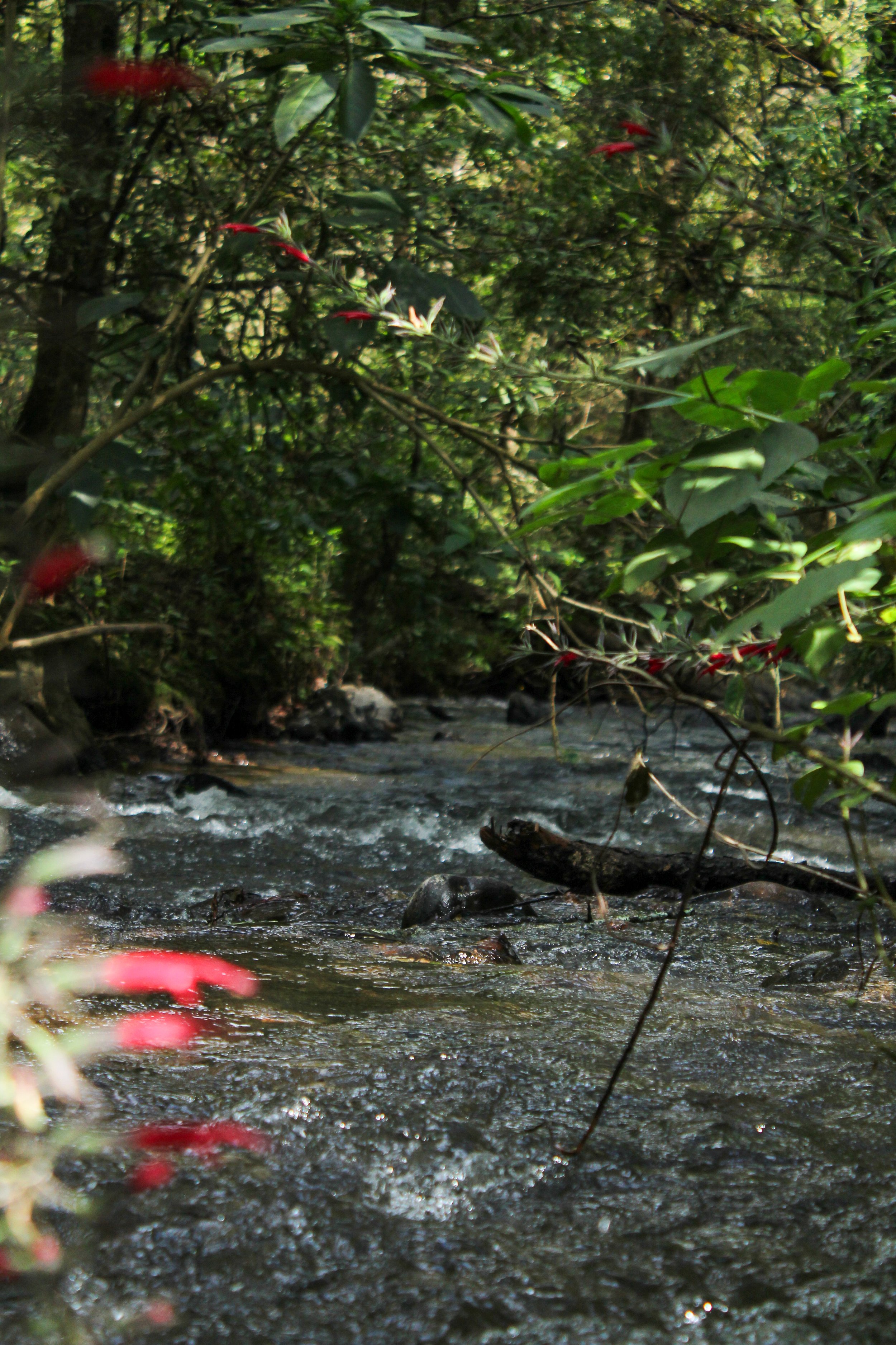Un pequeño río con agua corriente en medio de un bosque frondoso.