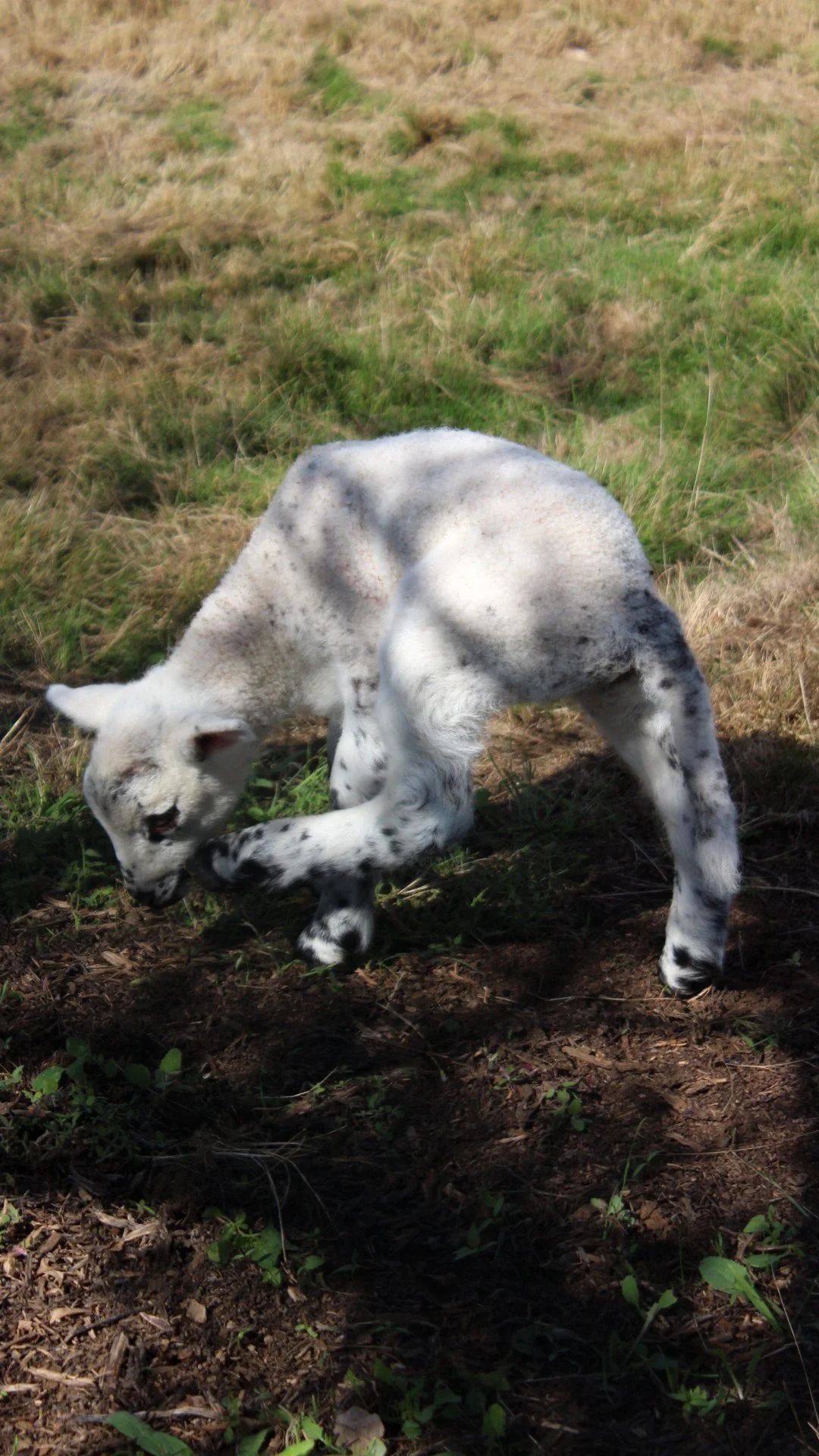 Cachorro de perro pastor alemao con manchas blancas y negras en un campo