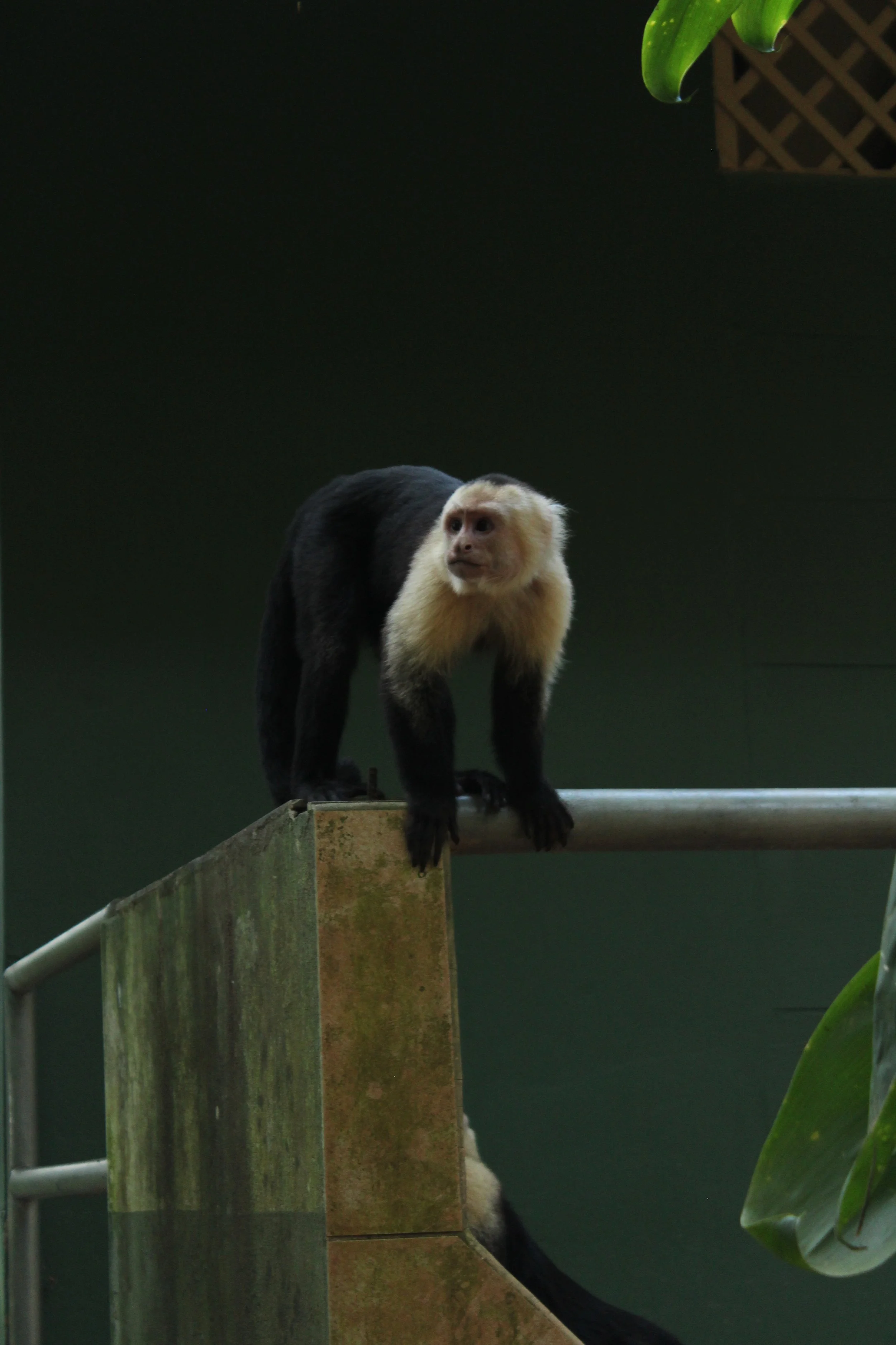 Mono capuchino en una estructura de parque, con plantas verdes alrededor y fondo oscuro.