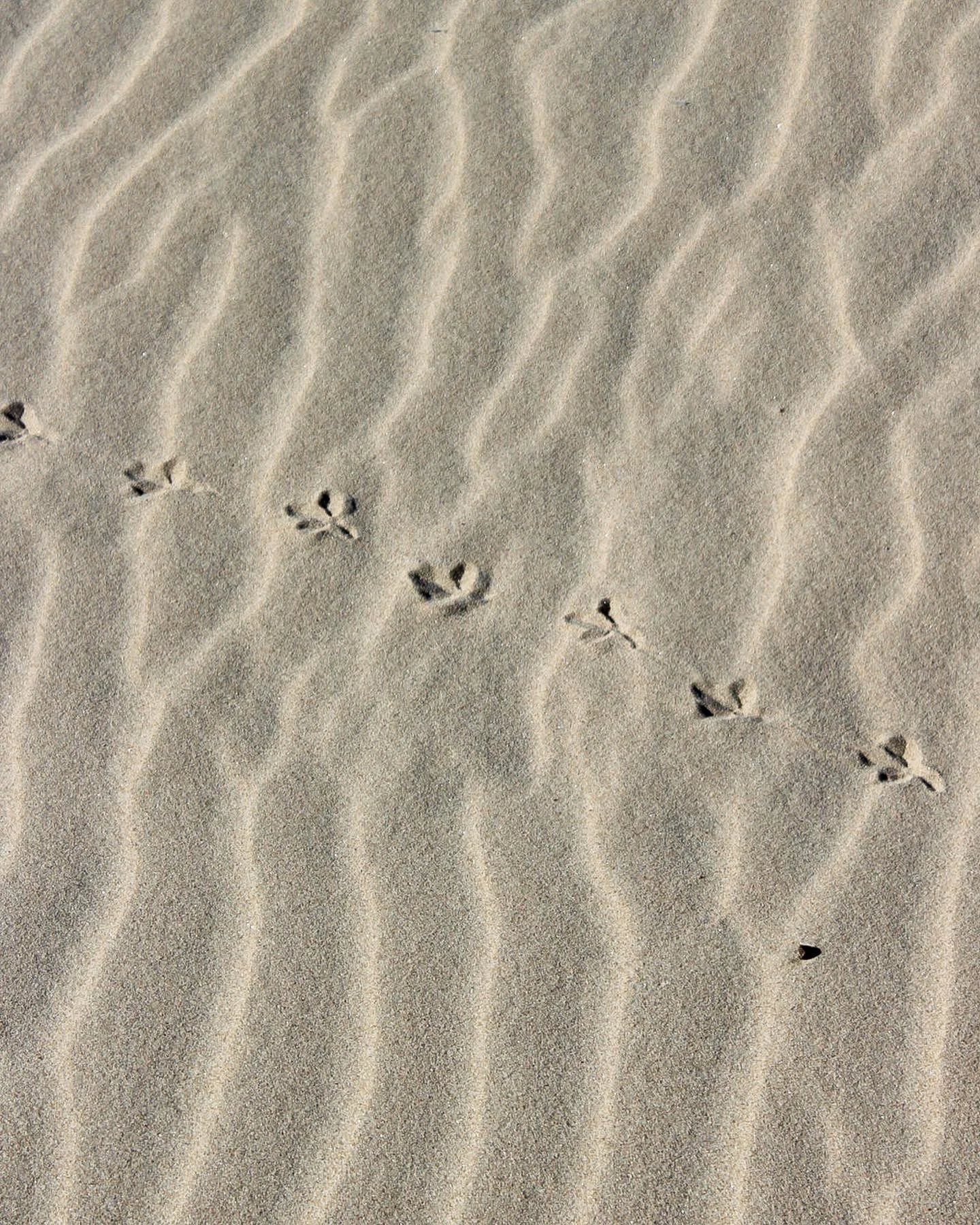 Huellas de animales en arena con patrones de olas cortas.