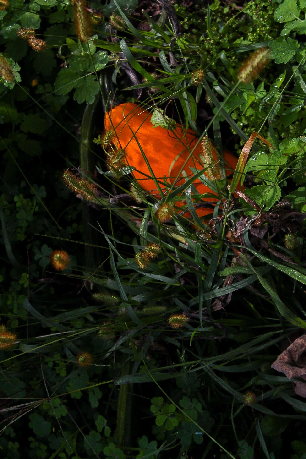 Calabaza naranja parcialmente oculta entre hierbas verdes y pequeñas plantas.